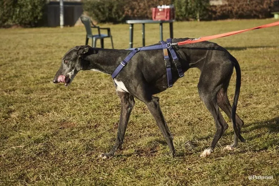 Gaia adozione levrieri galgo 07