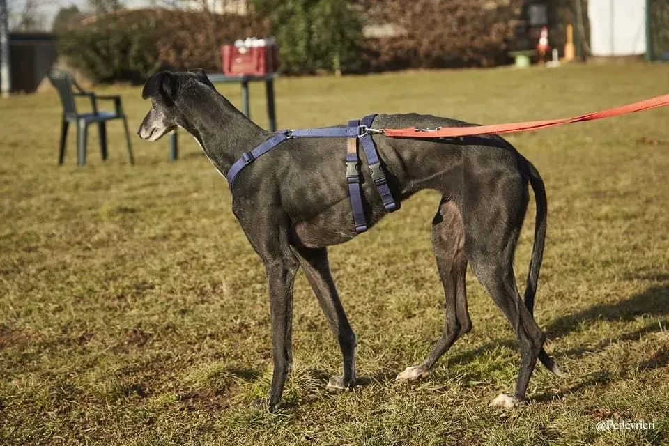 Gaia adozione levrieri galgo 08