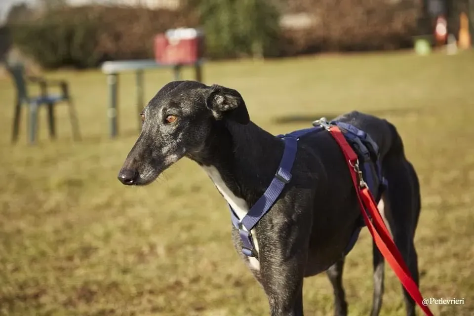 Gaia adozione levrieri galgo 09