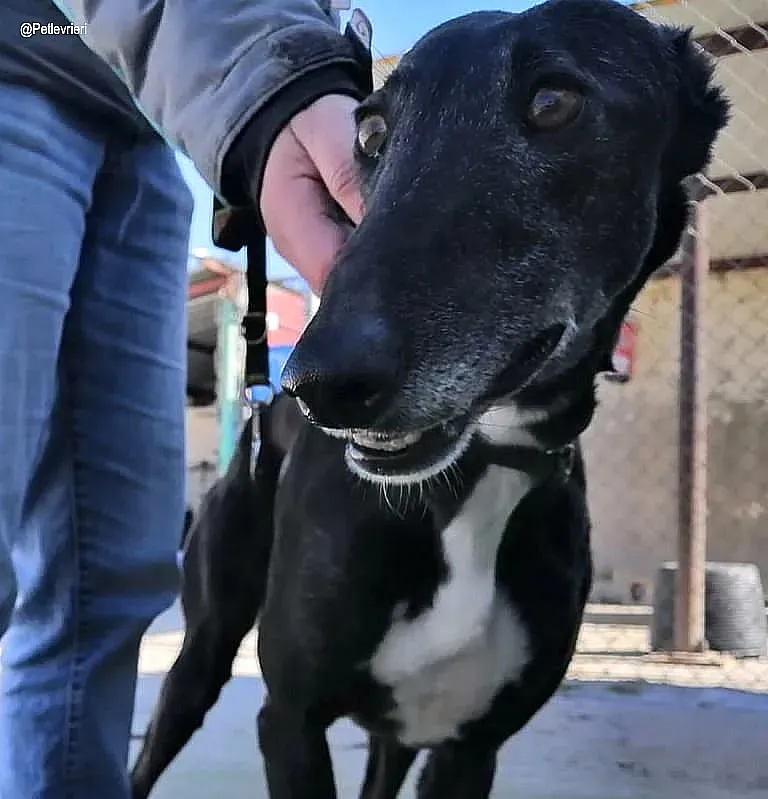 Gaia adozione levrieri galgo 1