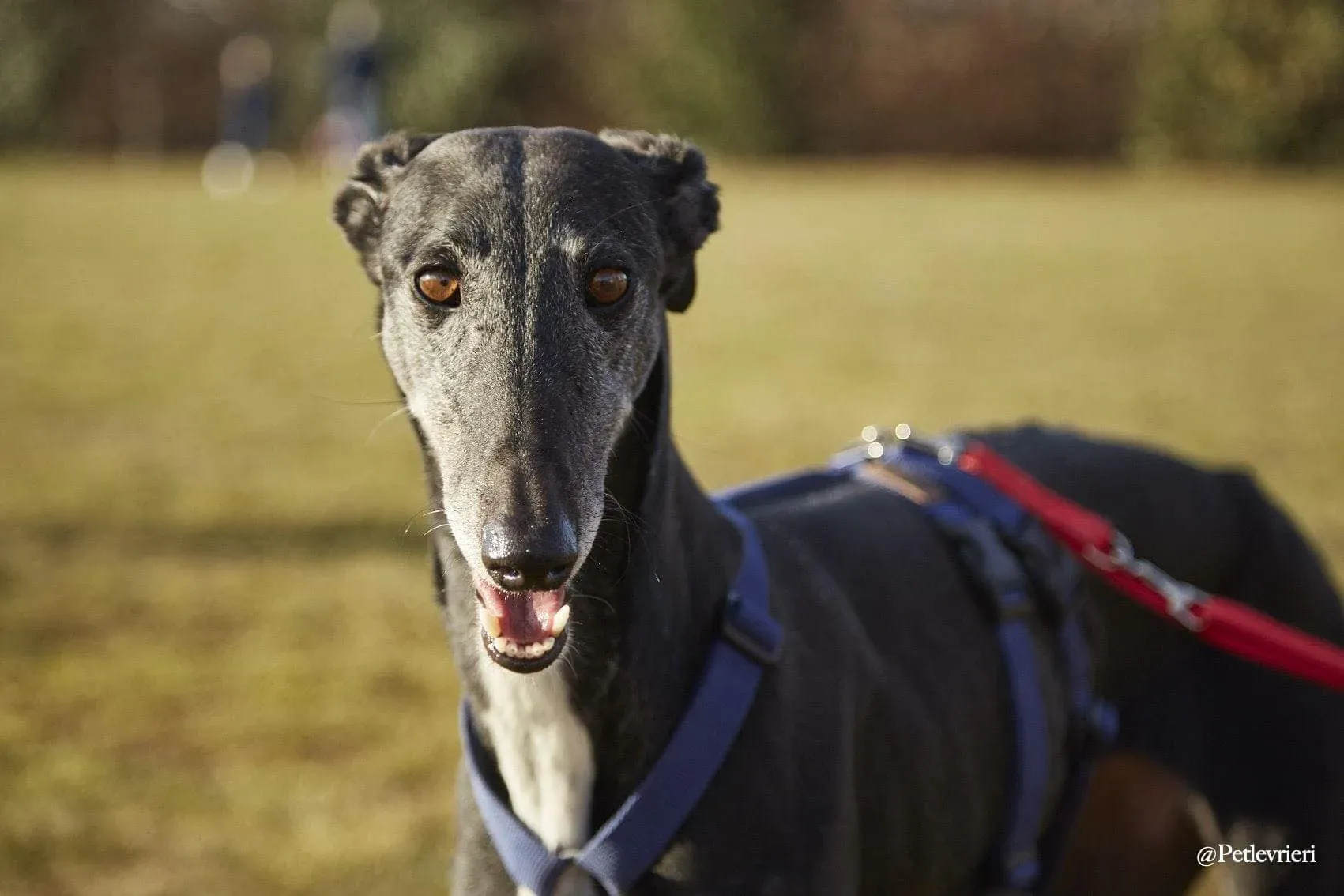 Gaia adozione levrieri galgo 10