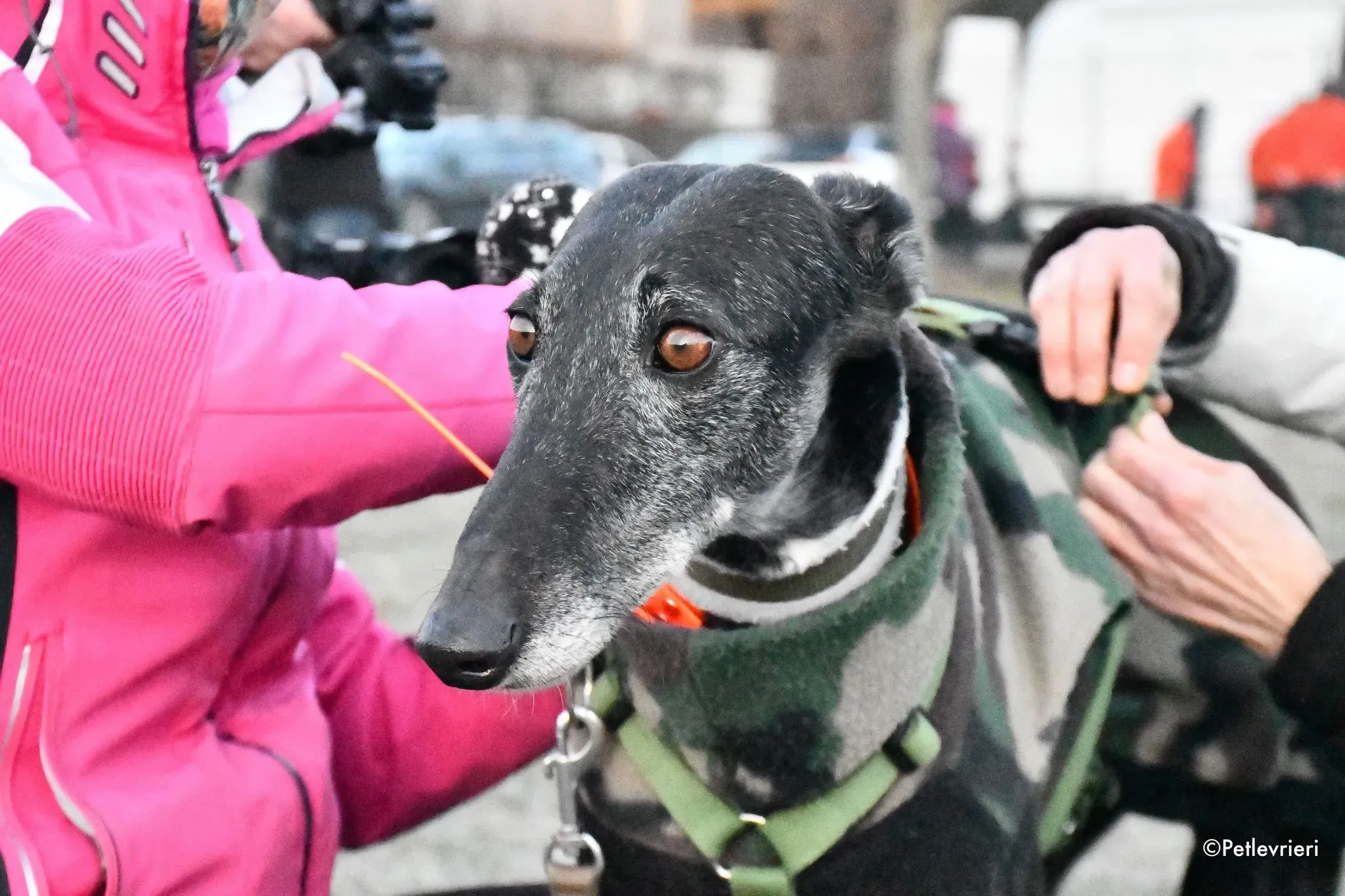 Gaia adozione levrieri galgo 11