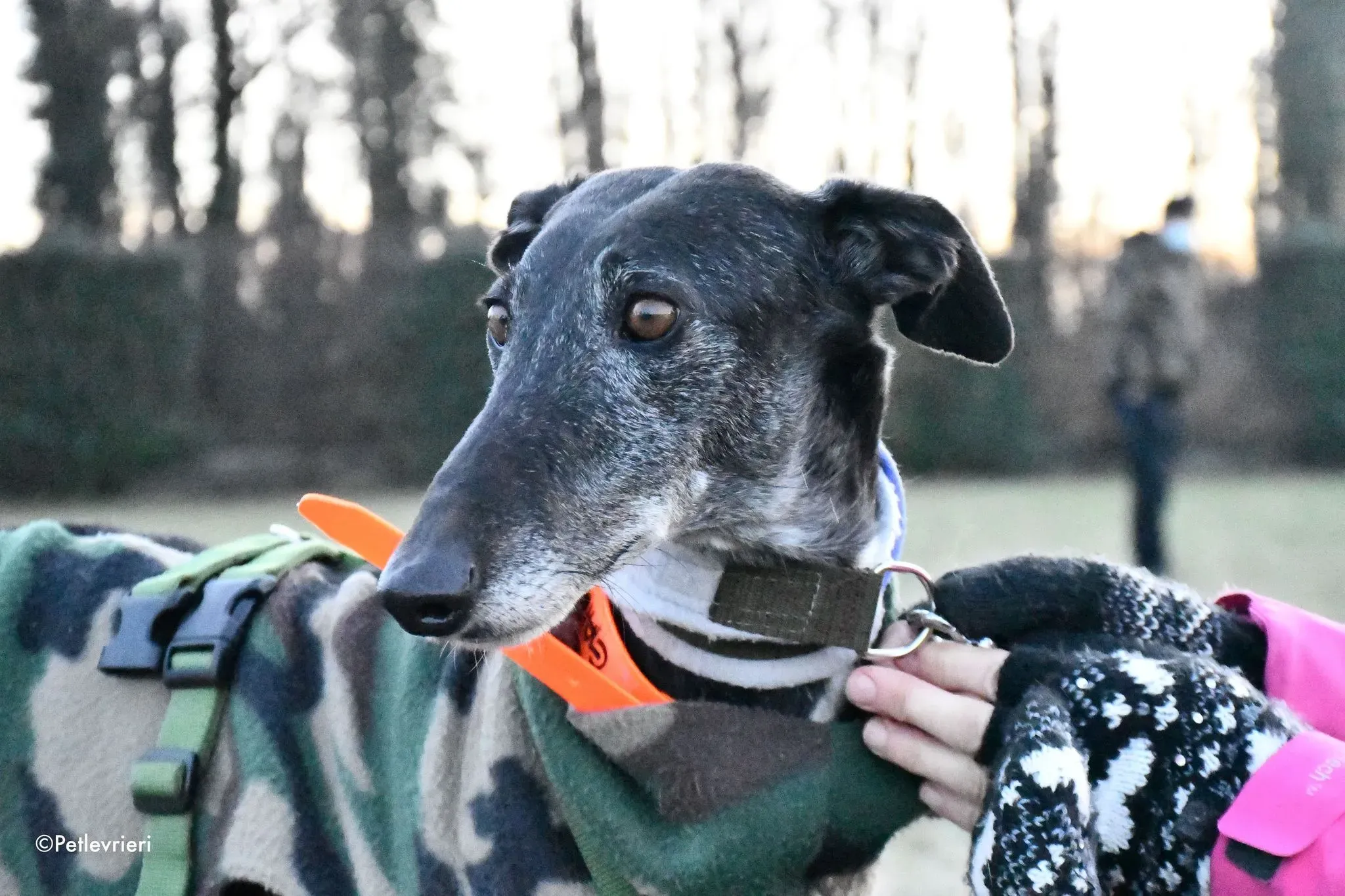 Gaia adozione levrieri galgo 12