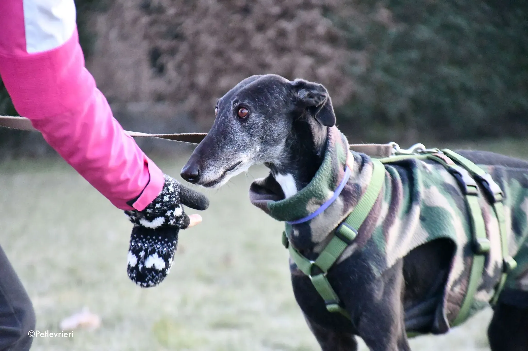 Gaia adozione levrieri galgo 13
