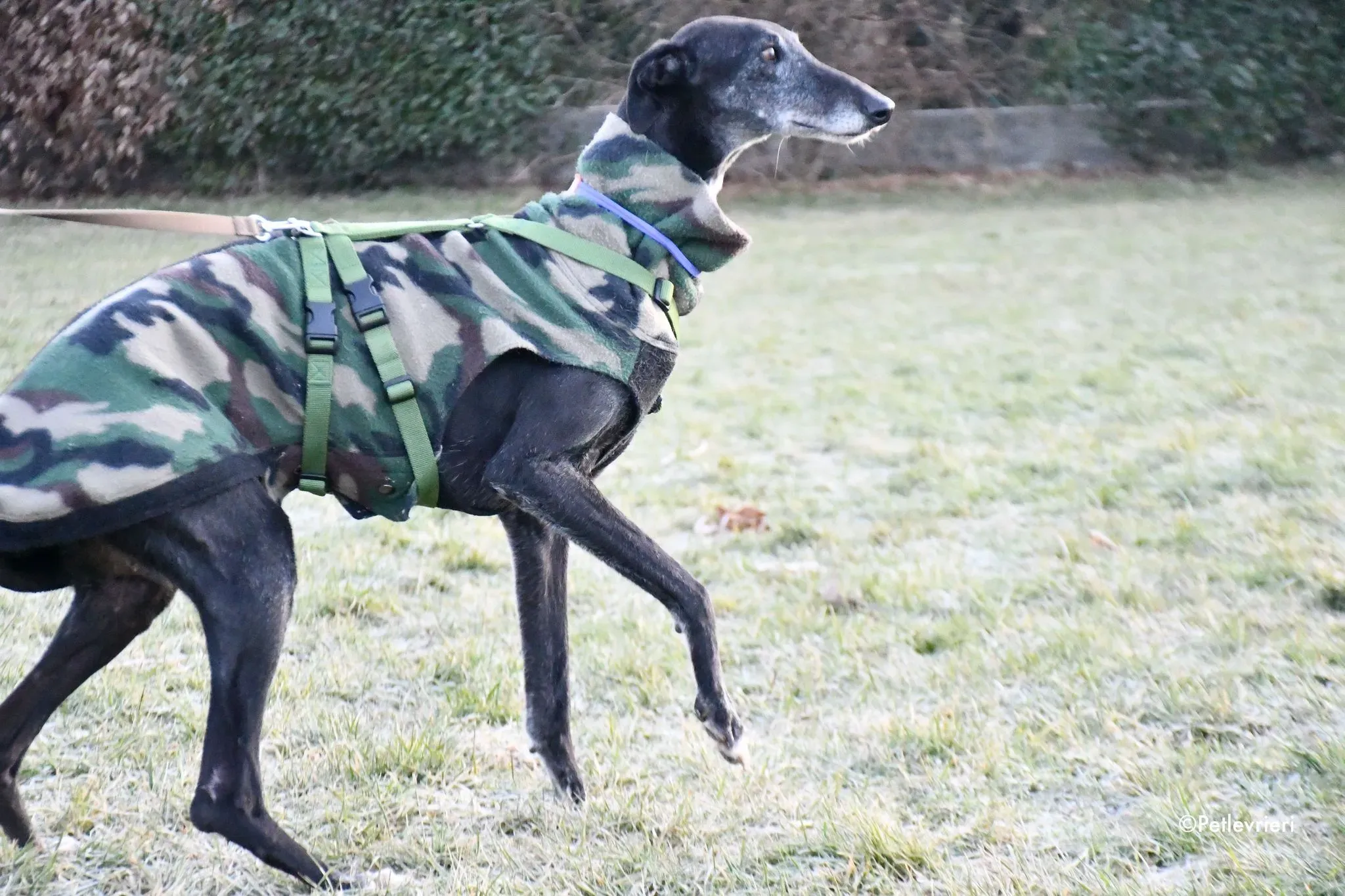 Gaia adozione levrieri galgo 14