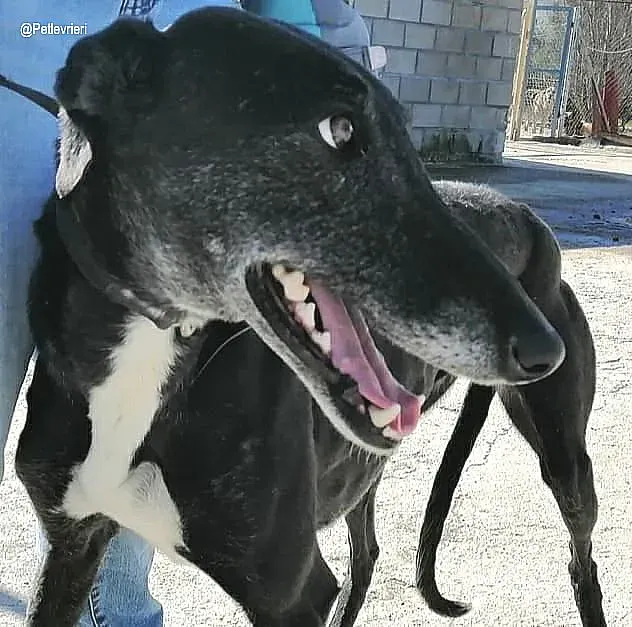 Gaia adozione levrieri galgo 2