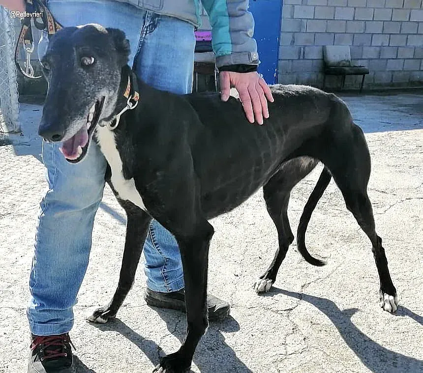 Gaia adozione levrieri galgo 3