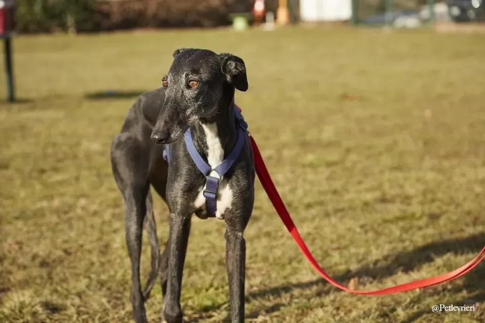 Gaia adozione levrieri galgo 01