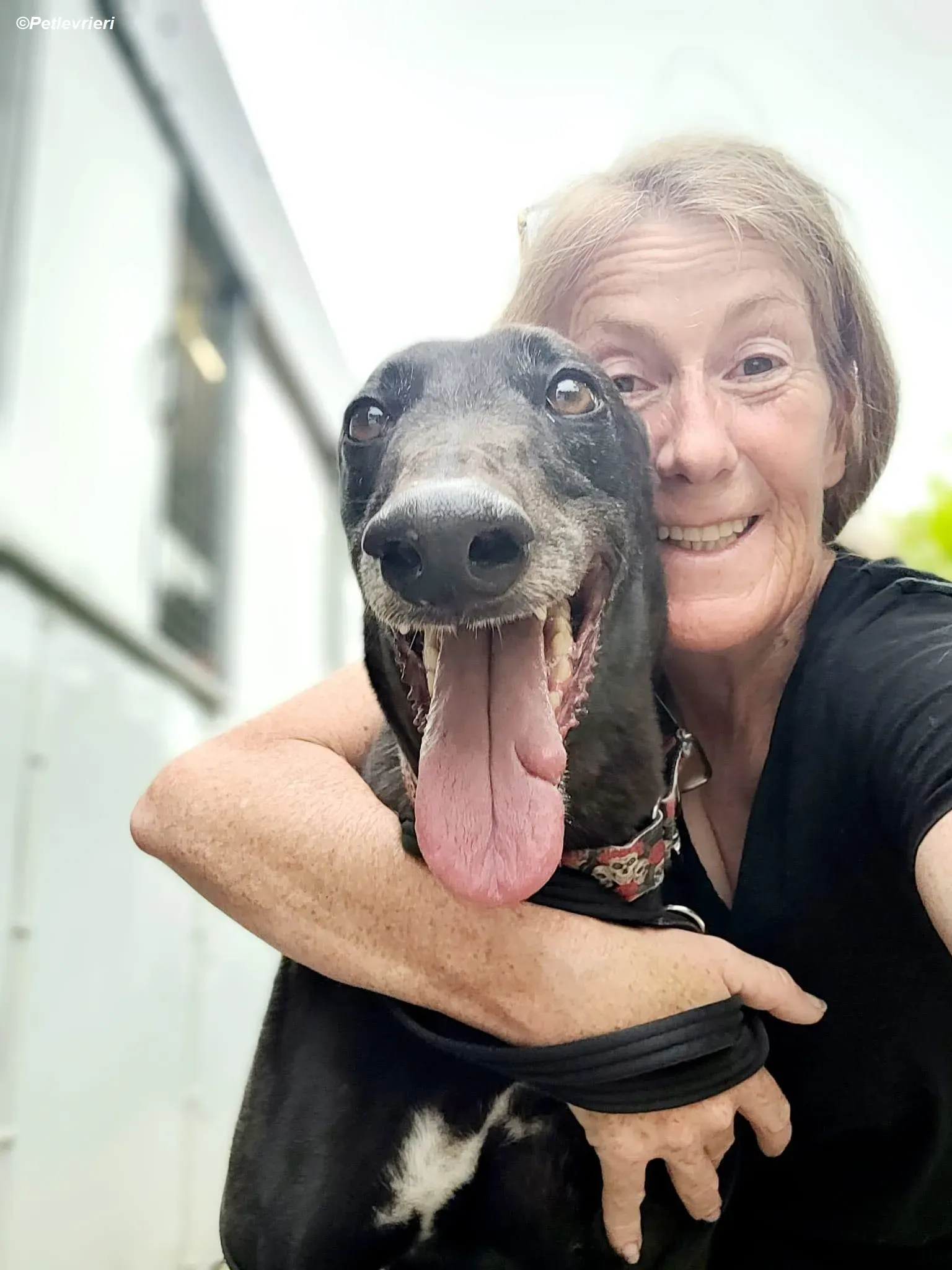 Gaia adozione levrieri greyhound 1