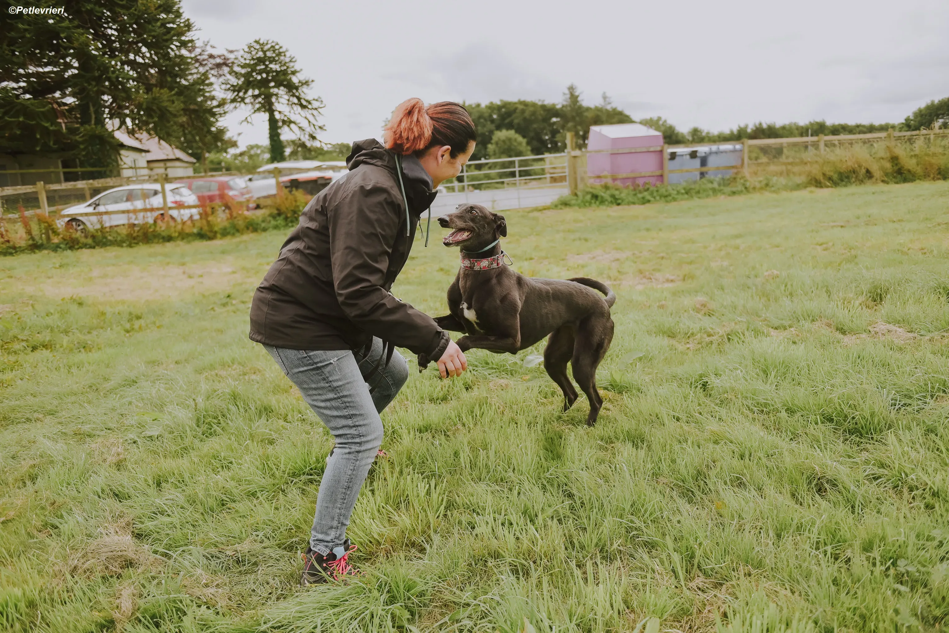 Gaia adozione levrieri greyhound 10