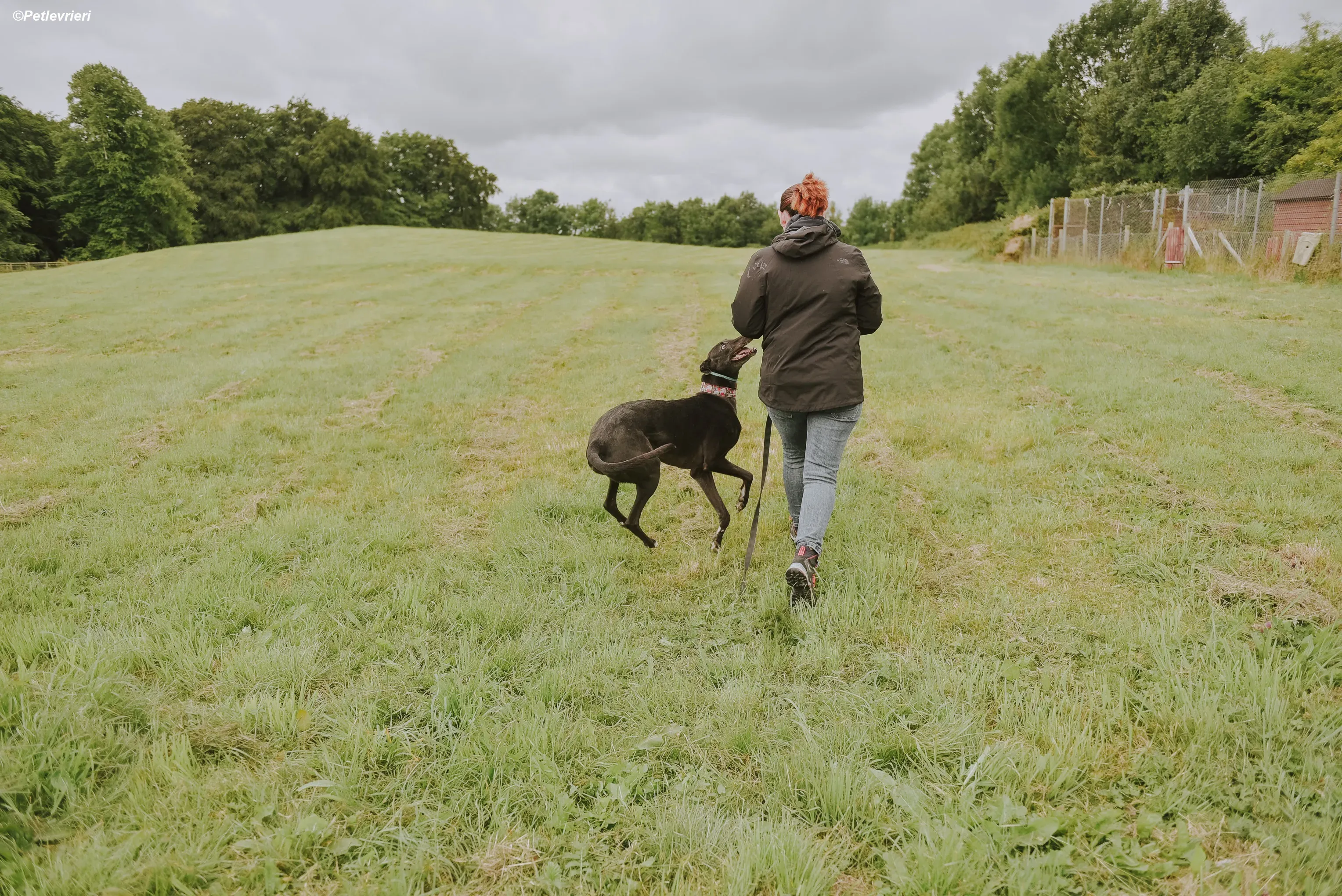 Gaia adozione levrieri greyhound 11