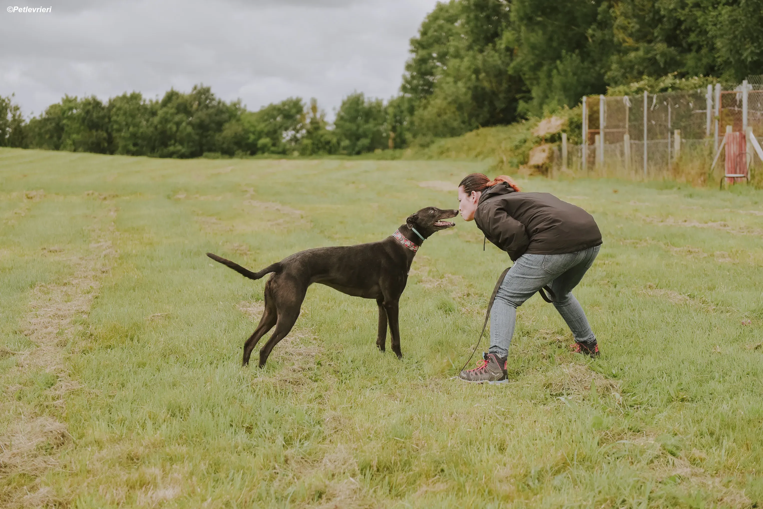 Gaia adozione levrieri greyhound 12