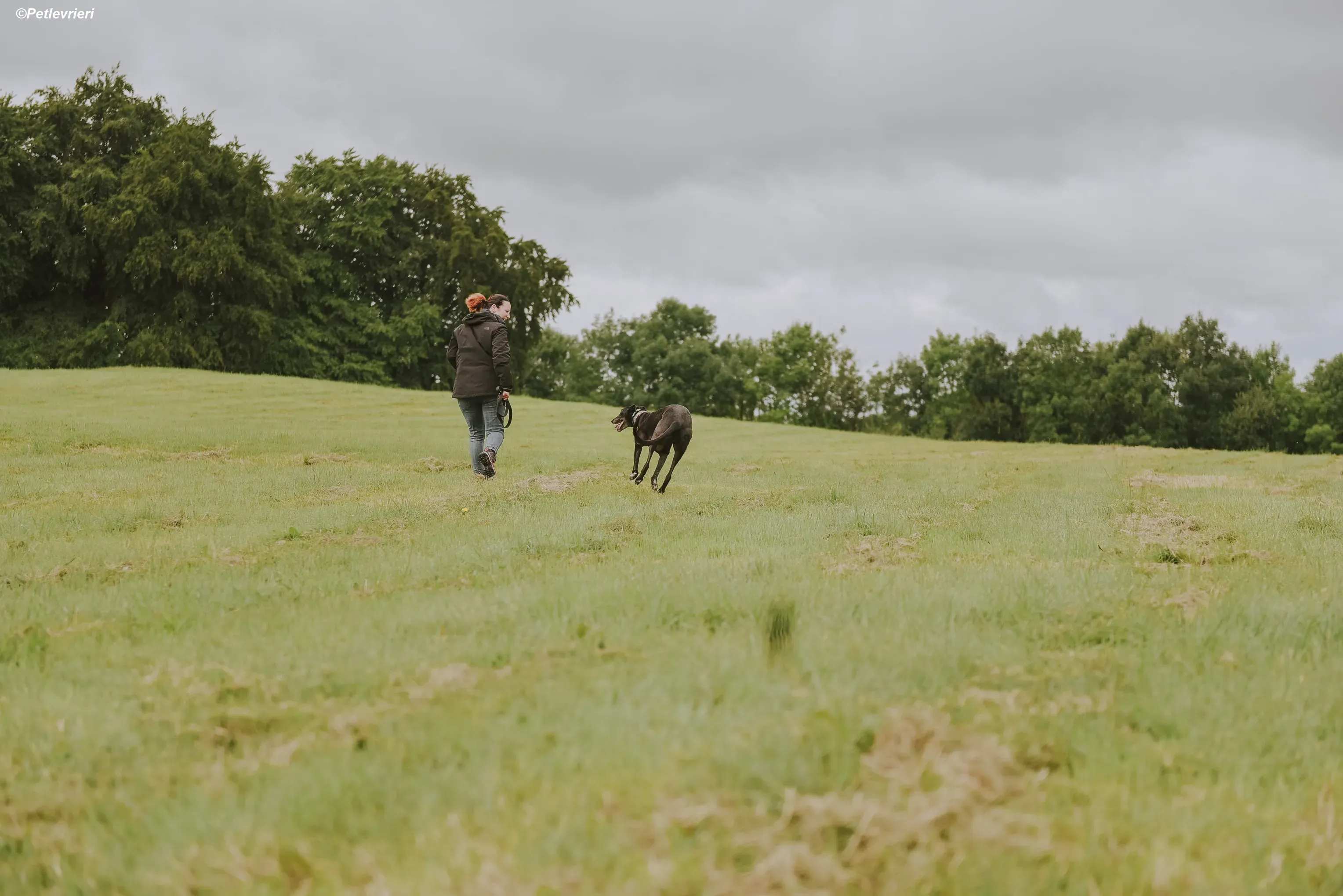 Gaia adozione levrieri greyhound 13