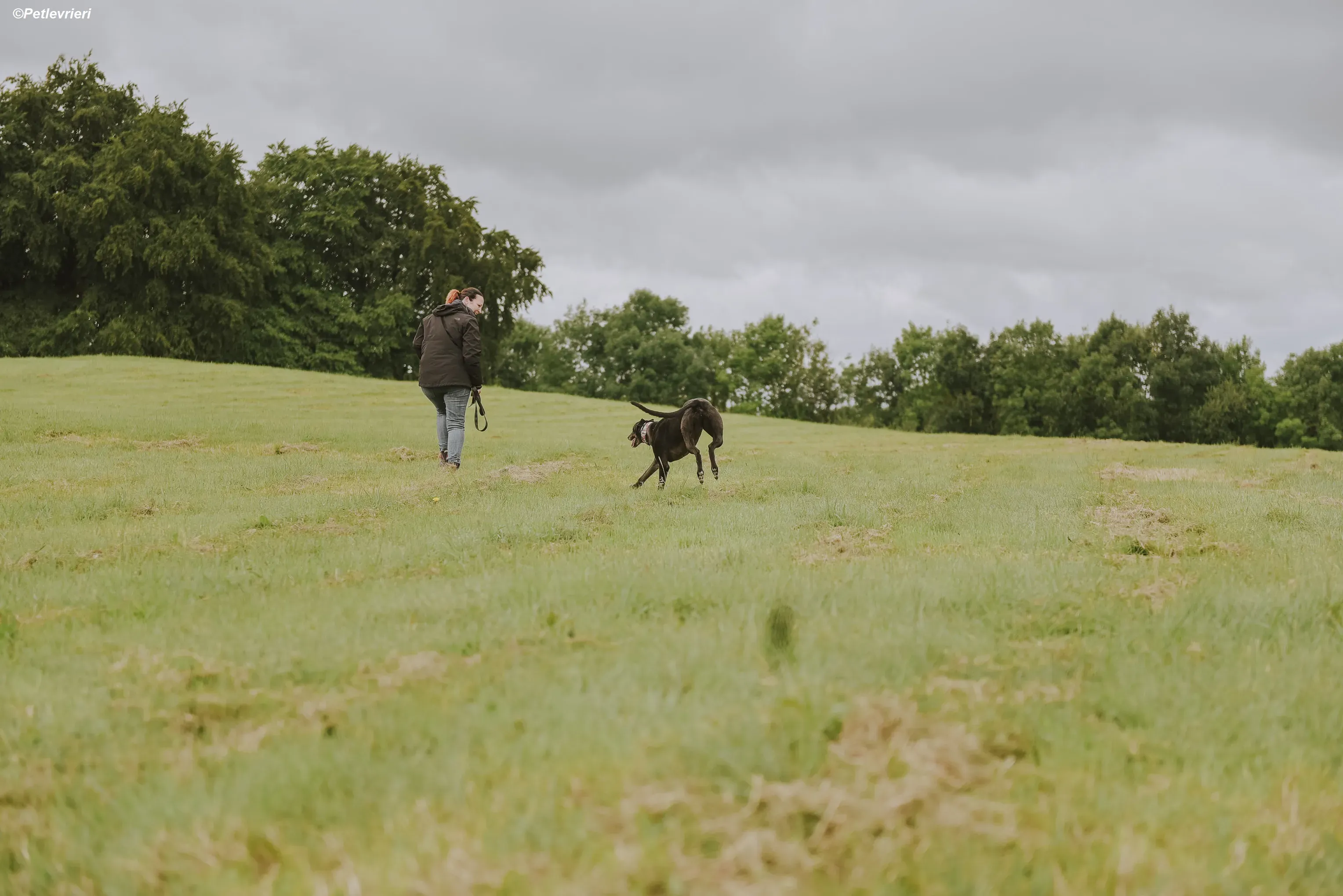 Gaia adozione levrieri greyhound 14