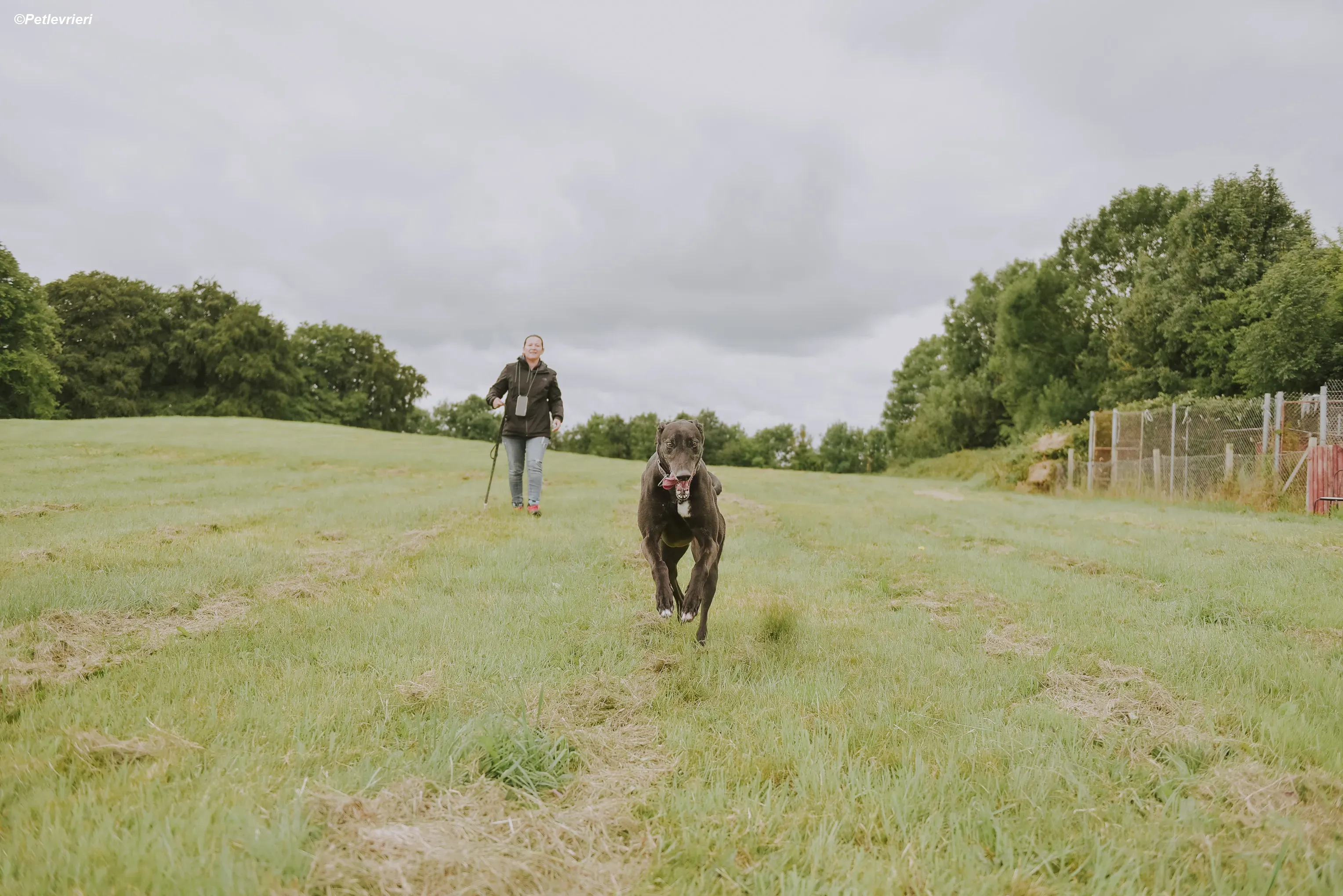 Gaia adozione levrieri greyhound 15