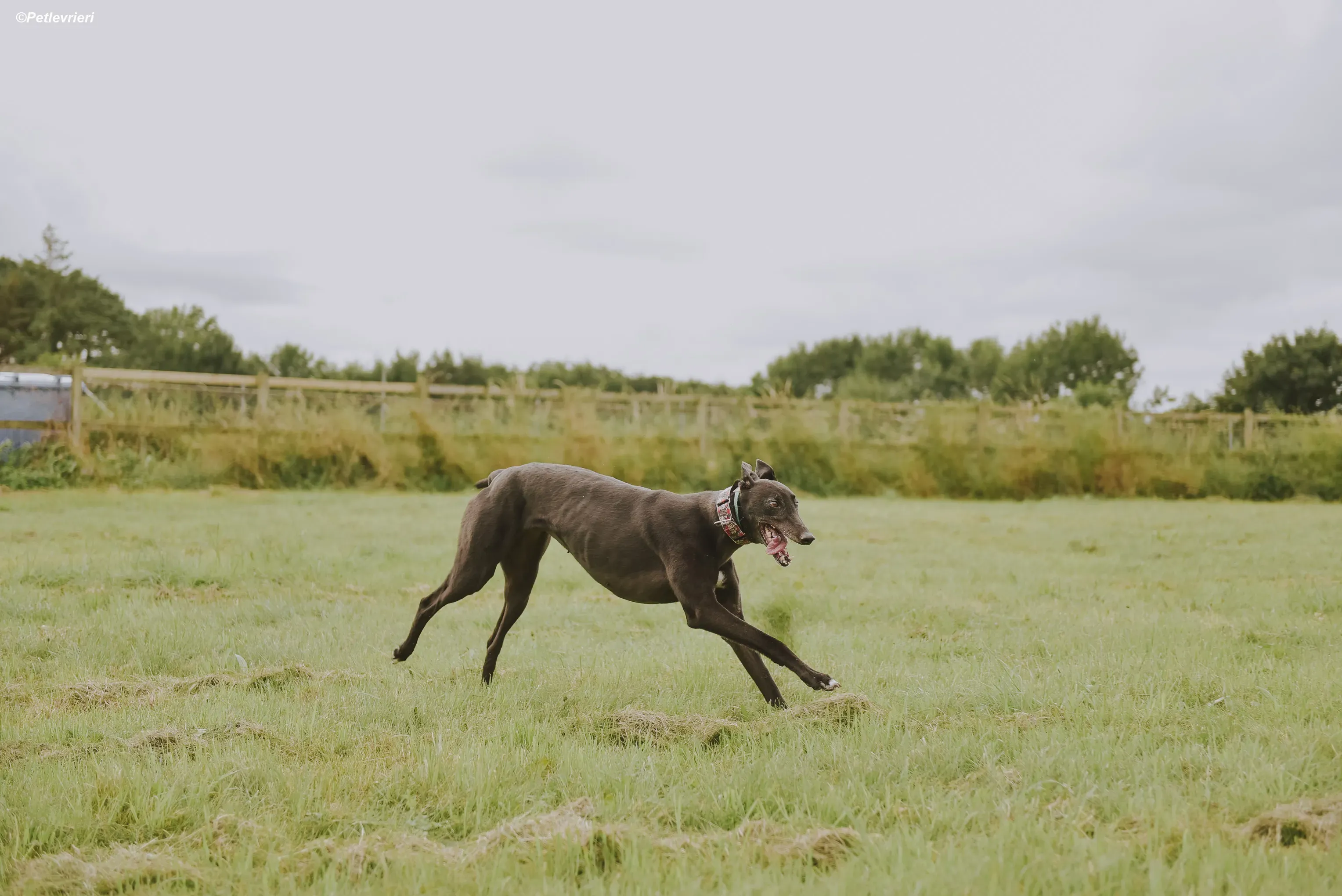 Gaia adozione levrieri greyhound 16