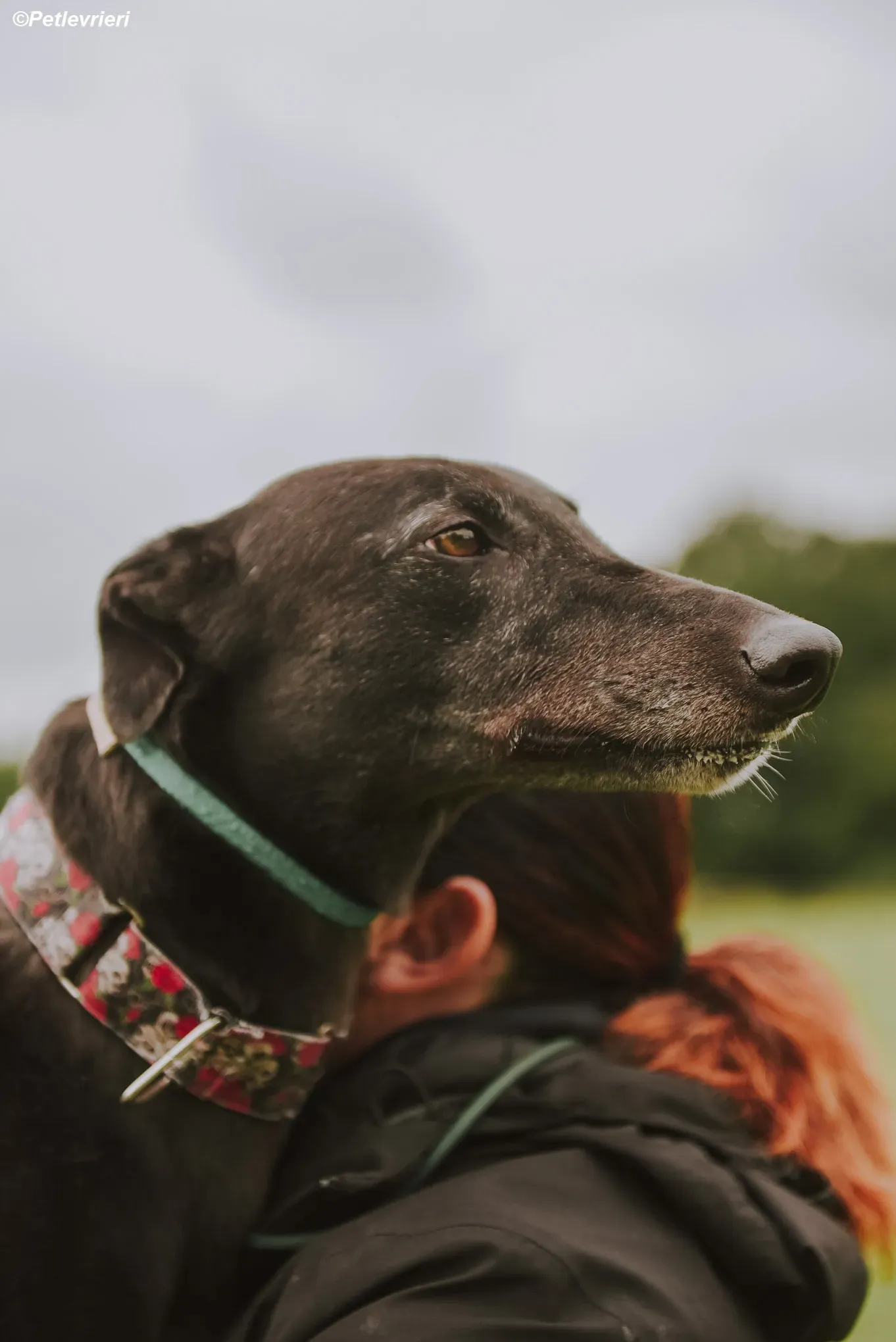 Gaia adozione levrieri greyhound 18