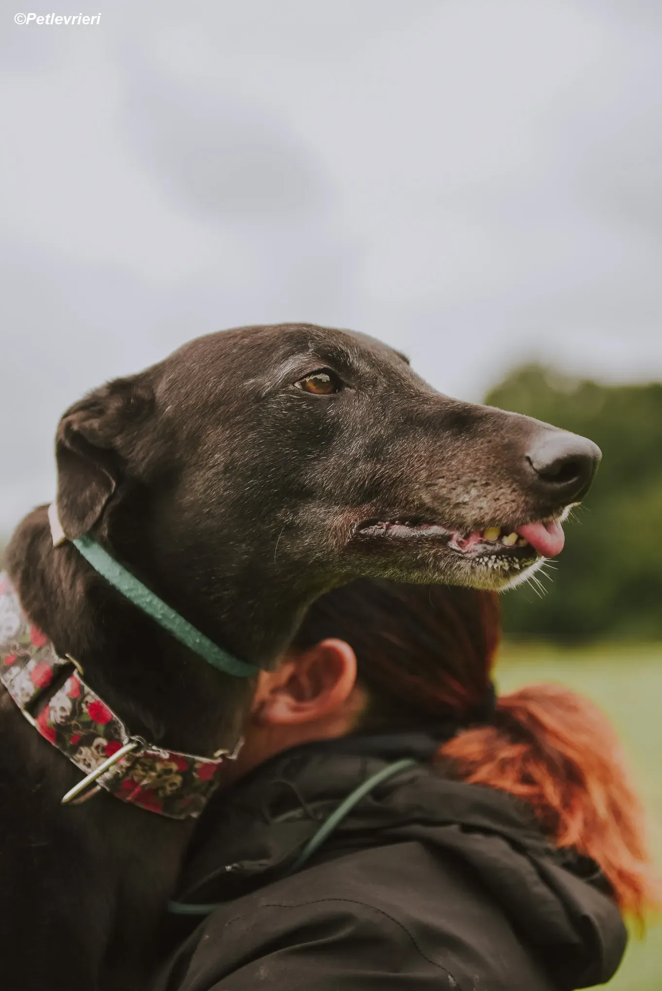 Gaia adozione levrieri greyhound 19