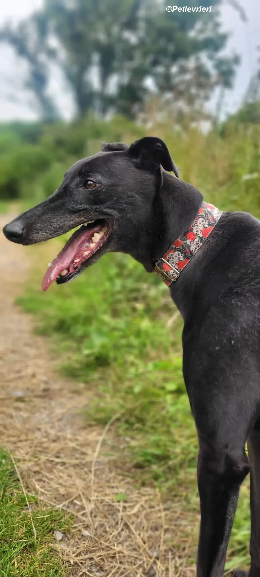 Gaia adozione levrieri greyhound 2