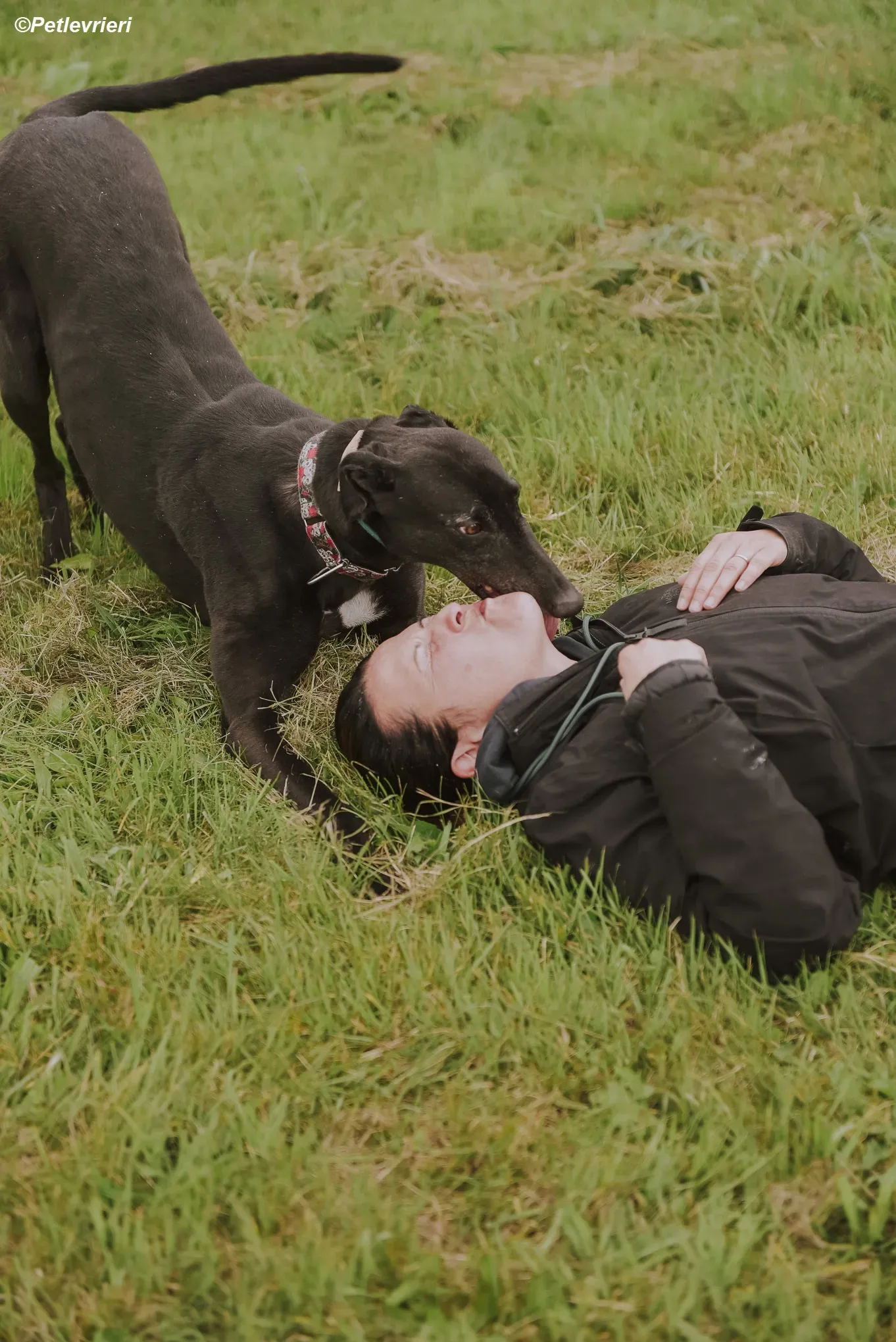 Gaia adozione levrieri greyhound 20