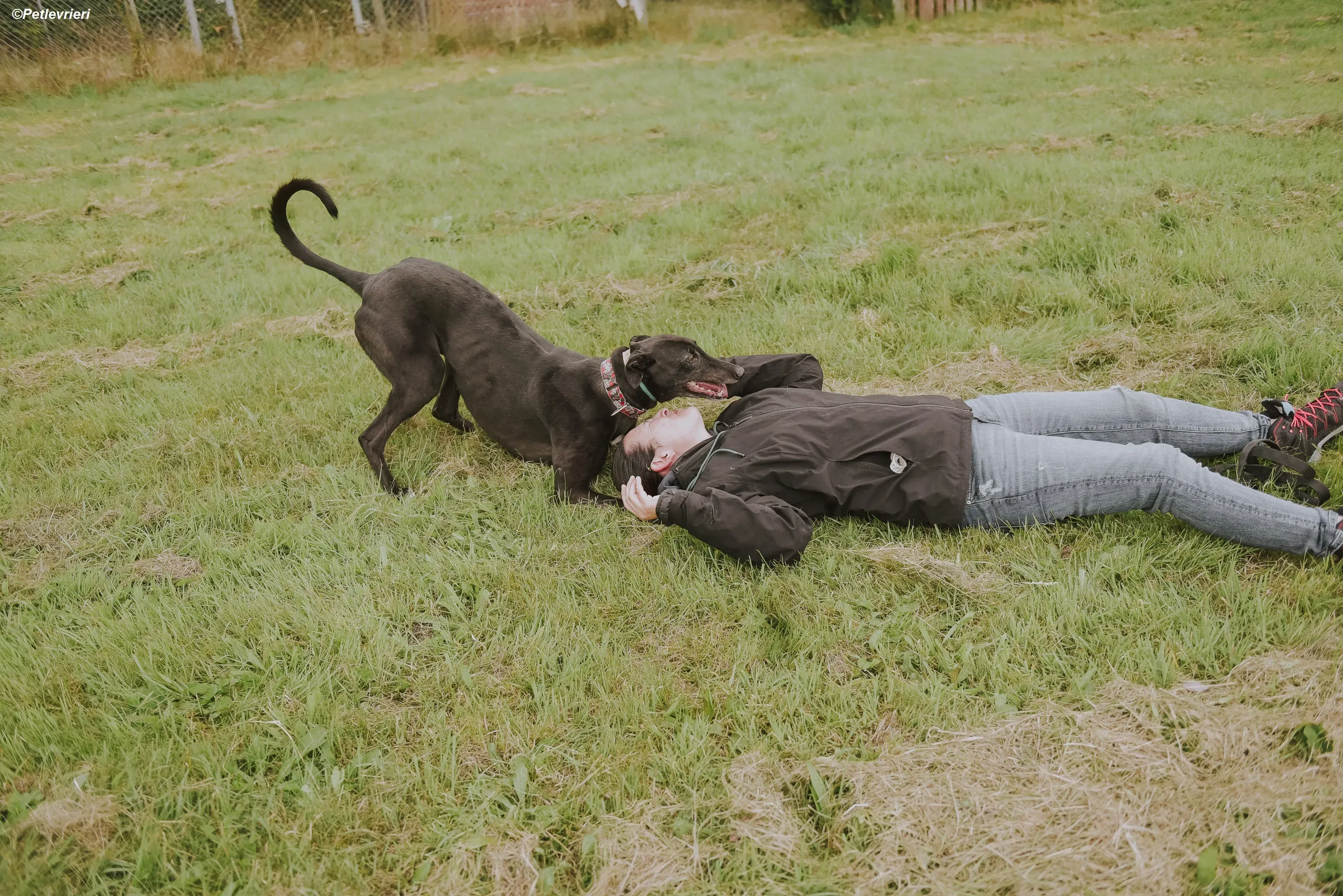 Gaia adozione levrieri greyhound 21