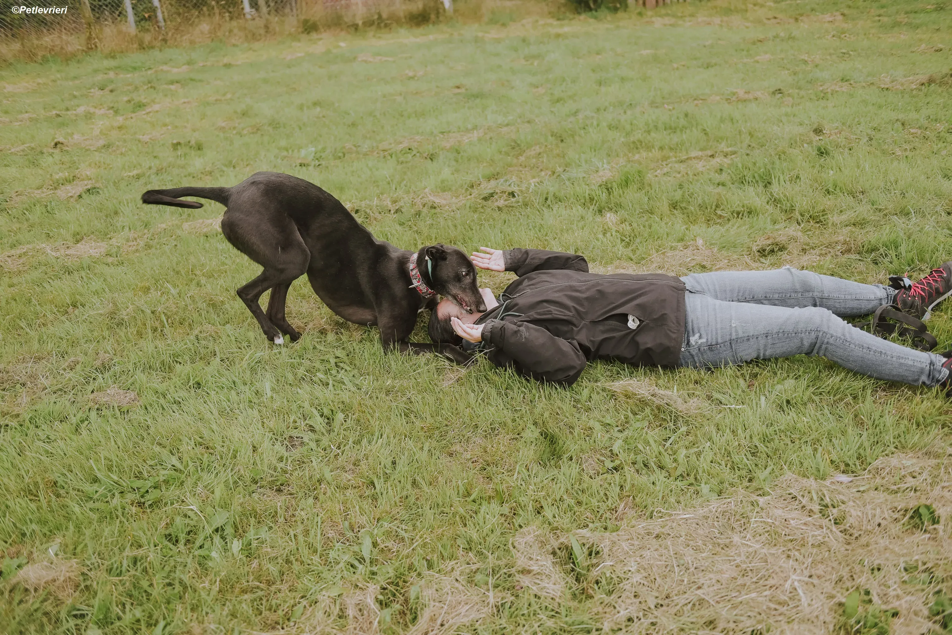 Gaia adozione levrieri greyhound 23