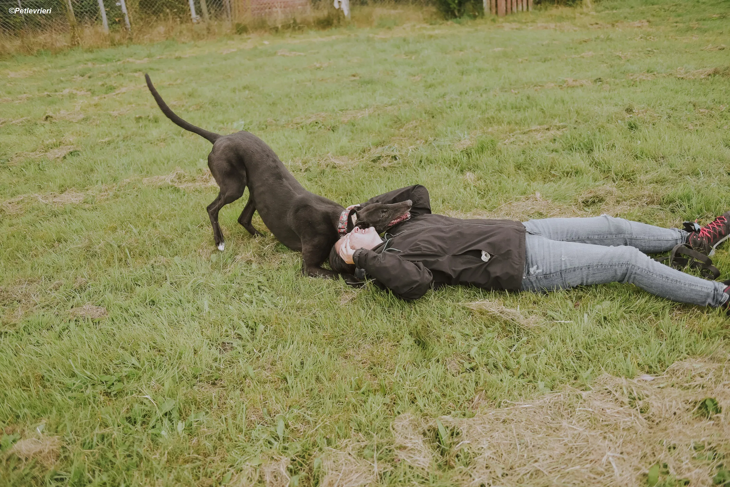 Gaia adozione levrieri greyhound 24