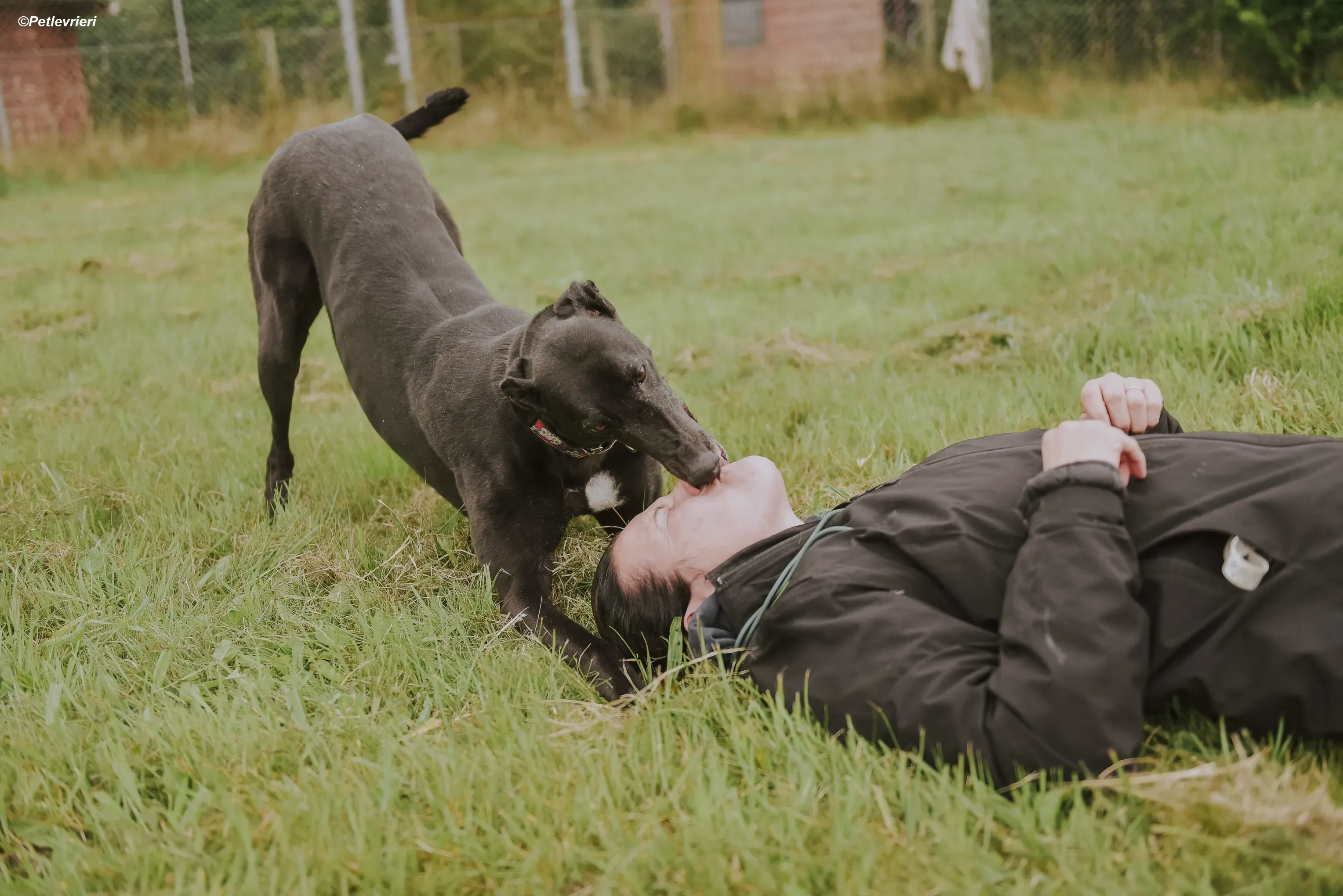 Gaia adozione levrieri greyhound 25