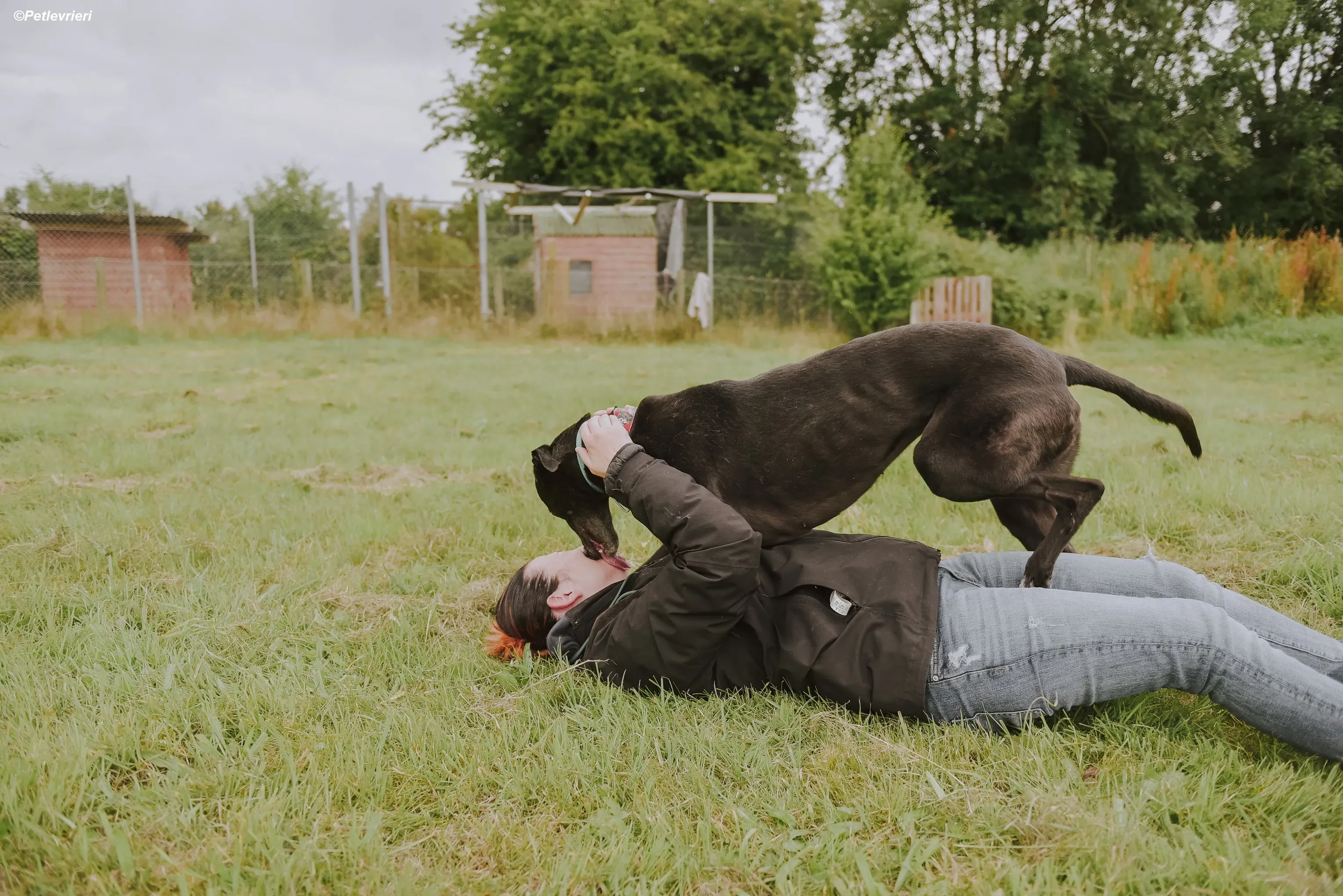Gaia adozione levrieri greyhound 26