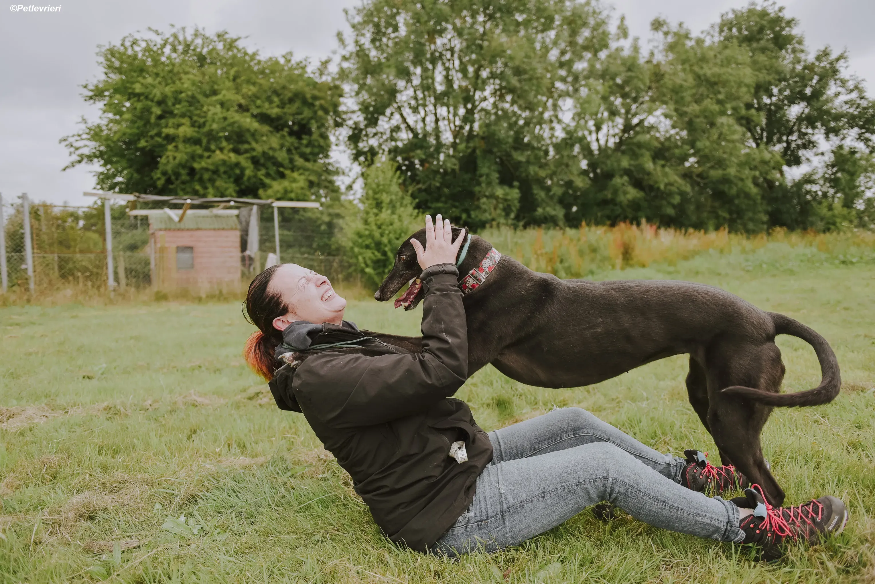 Gaia adozione levrieri greyhound 27