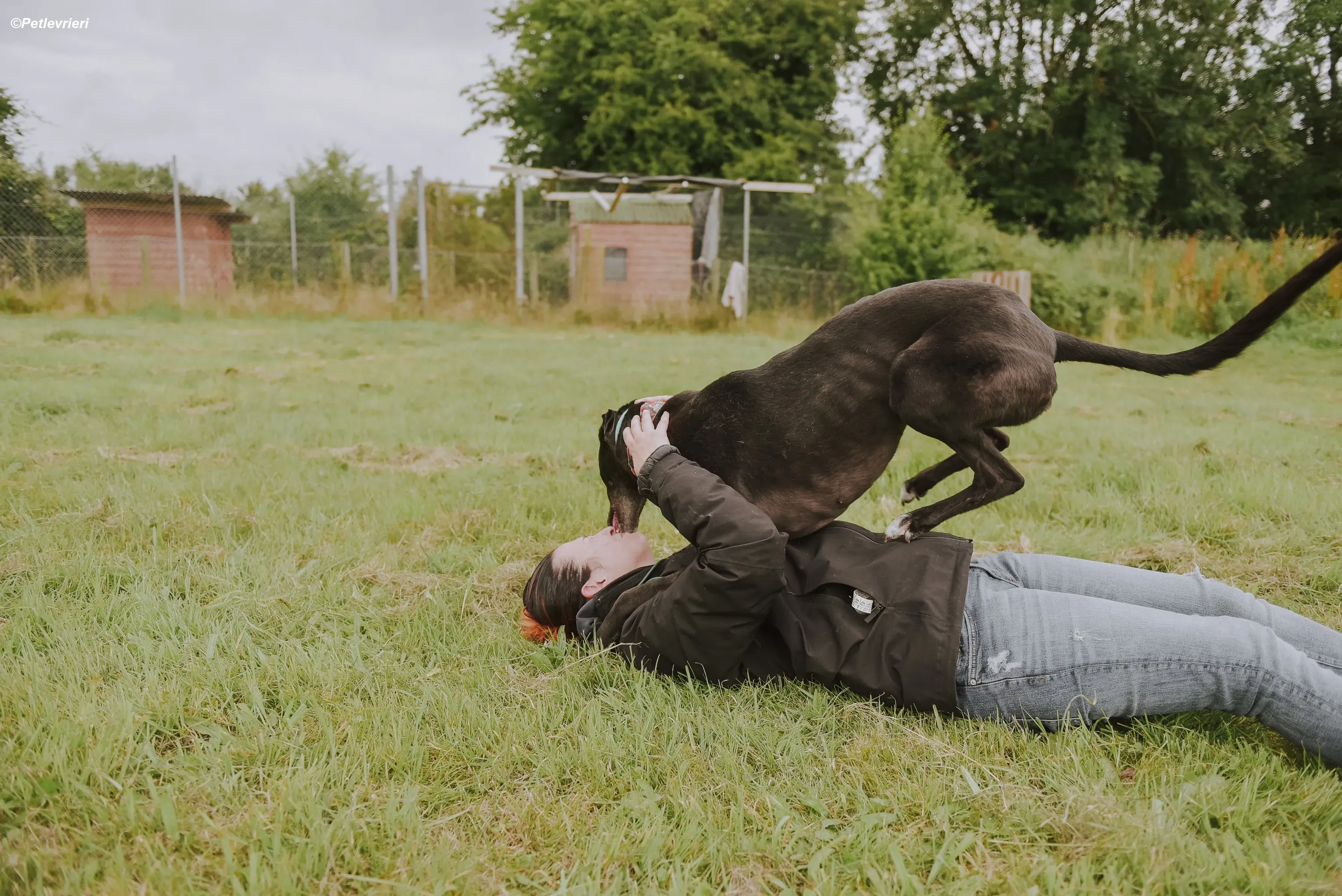 Gaia adozione levrieri greyhound 28