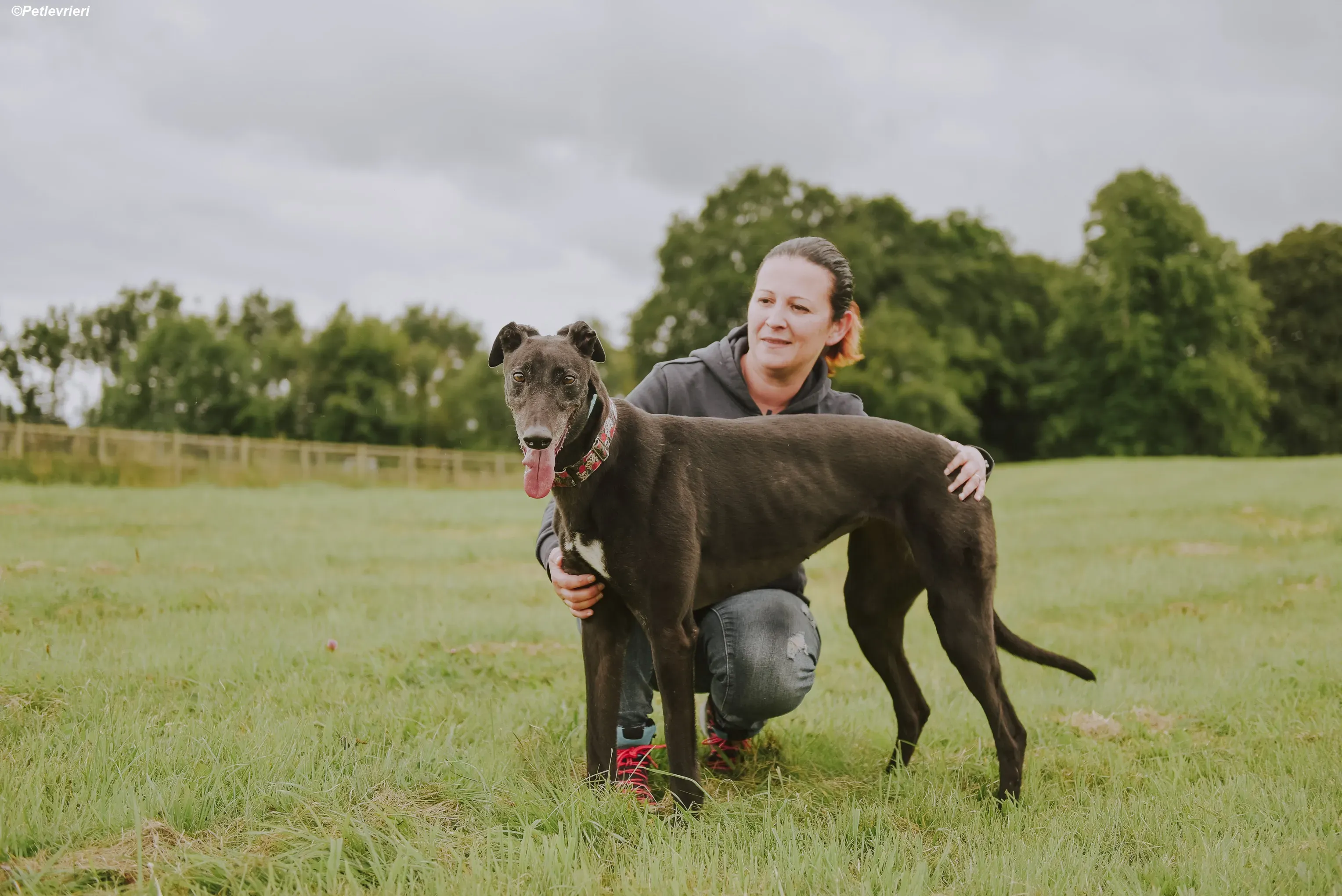 Gaia adozione levrieri greyhound 29