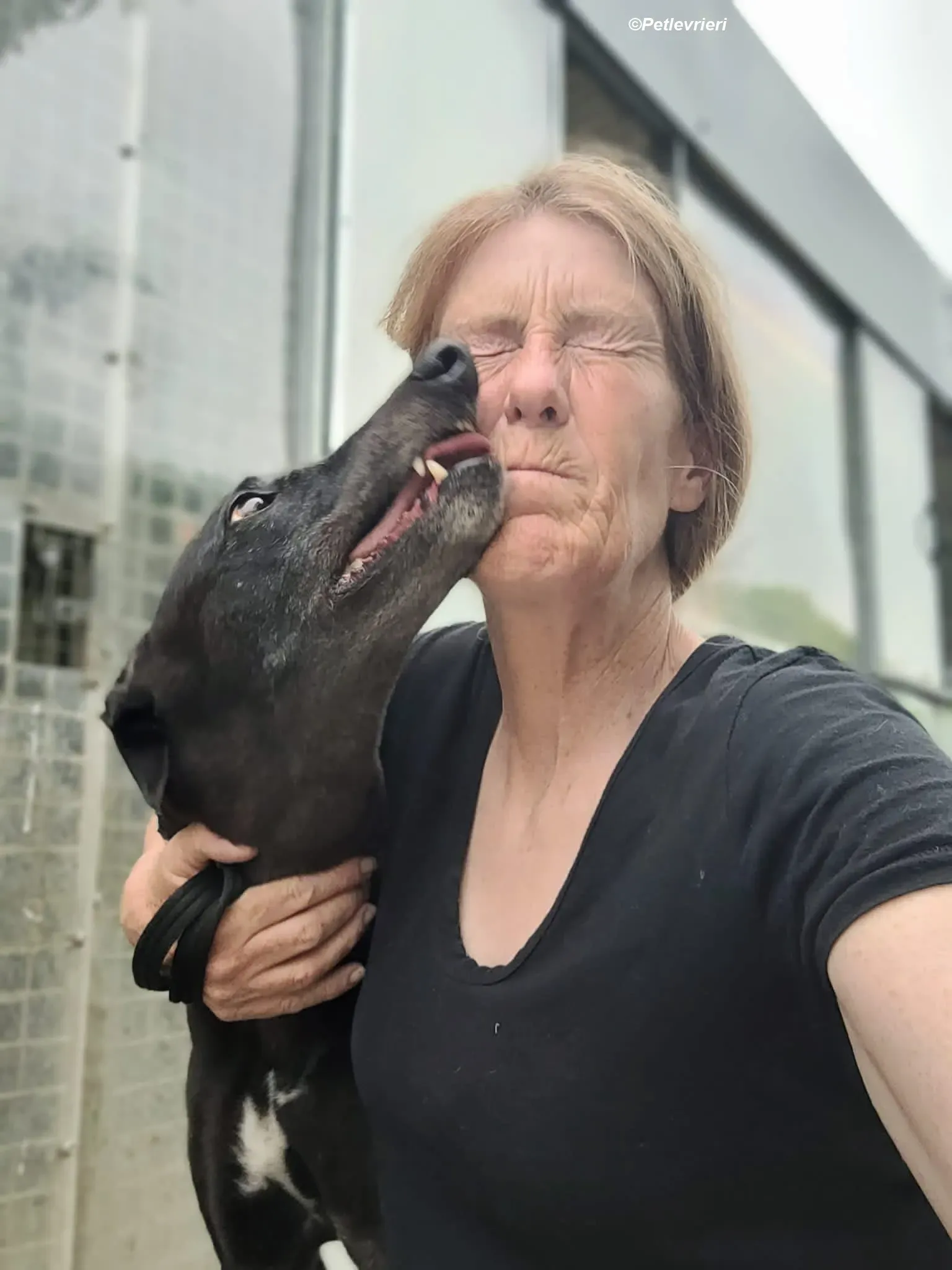 Gaia adozione levrieri greyhound 3