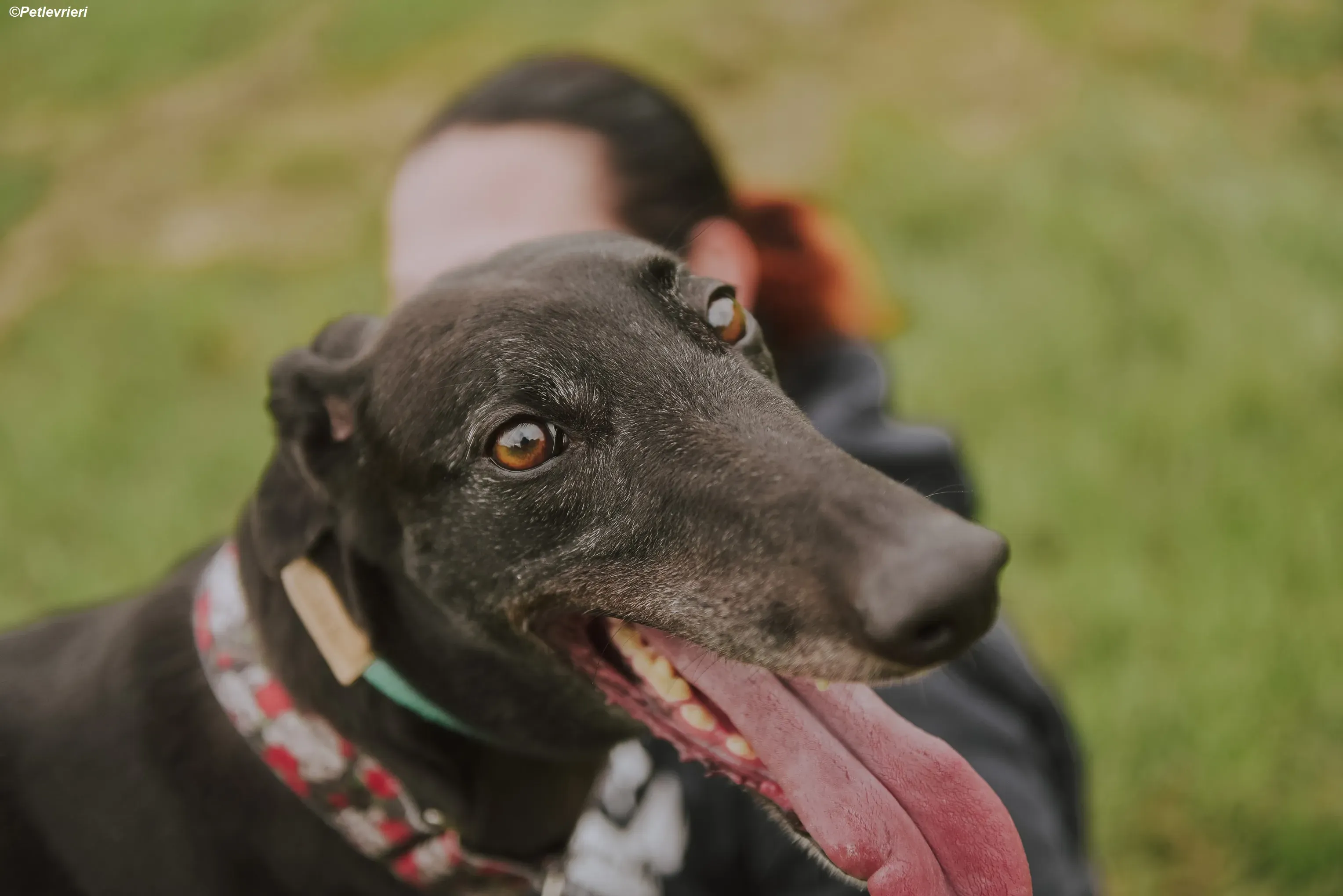 Gaia adozione levrieri greyhound 30