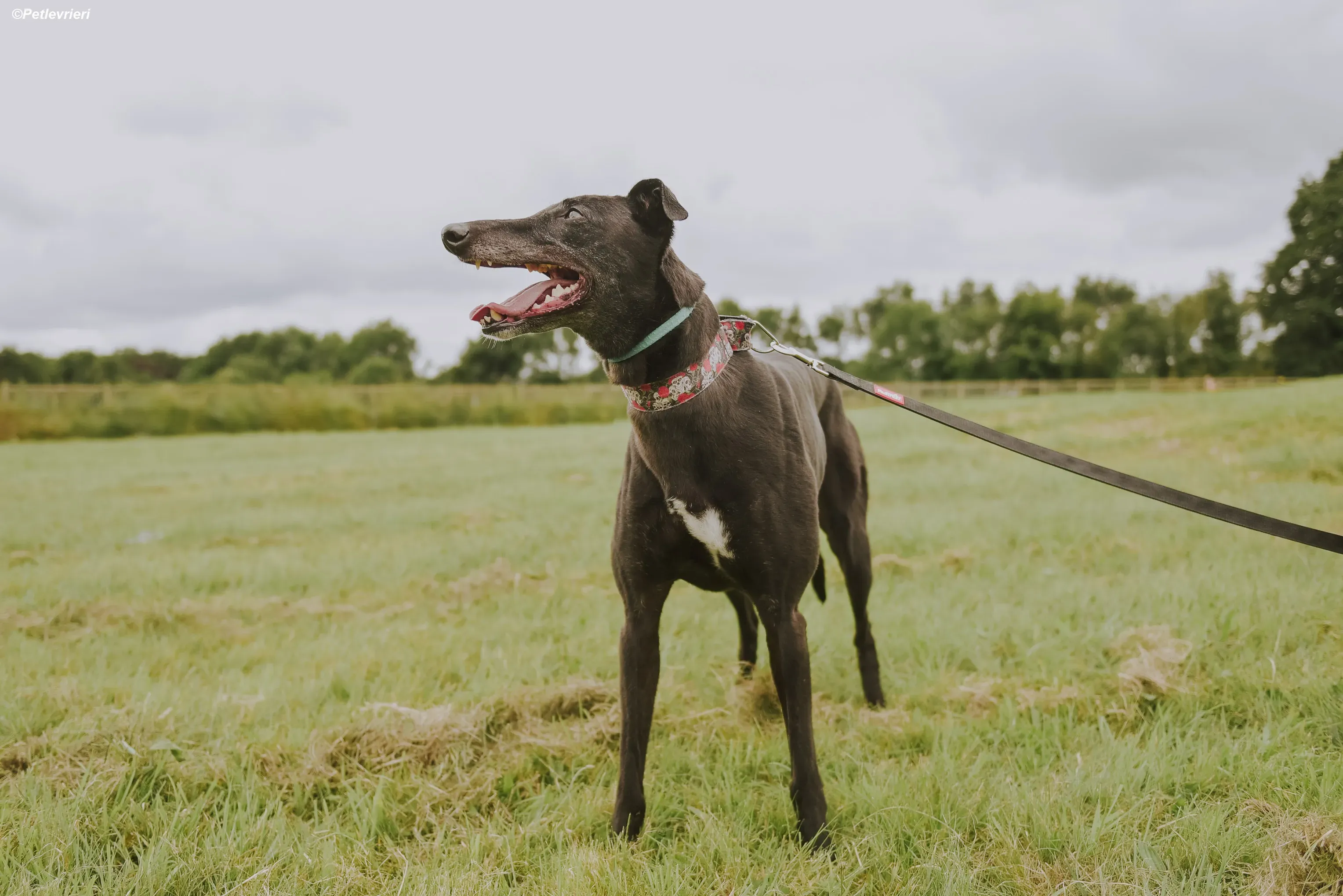 Gaia adozione levrieri greyhound 31