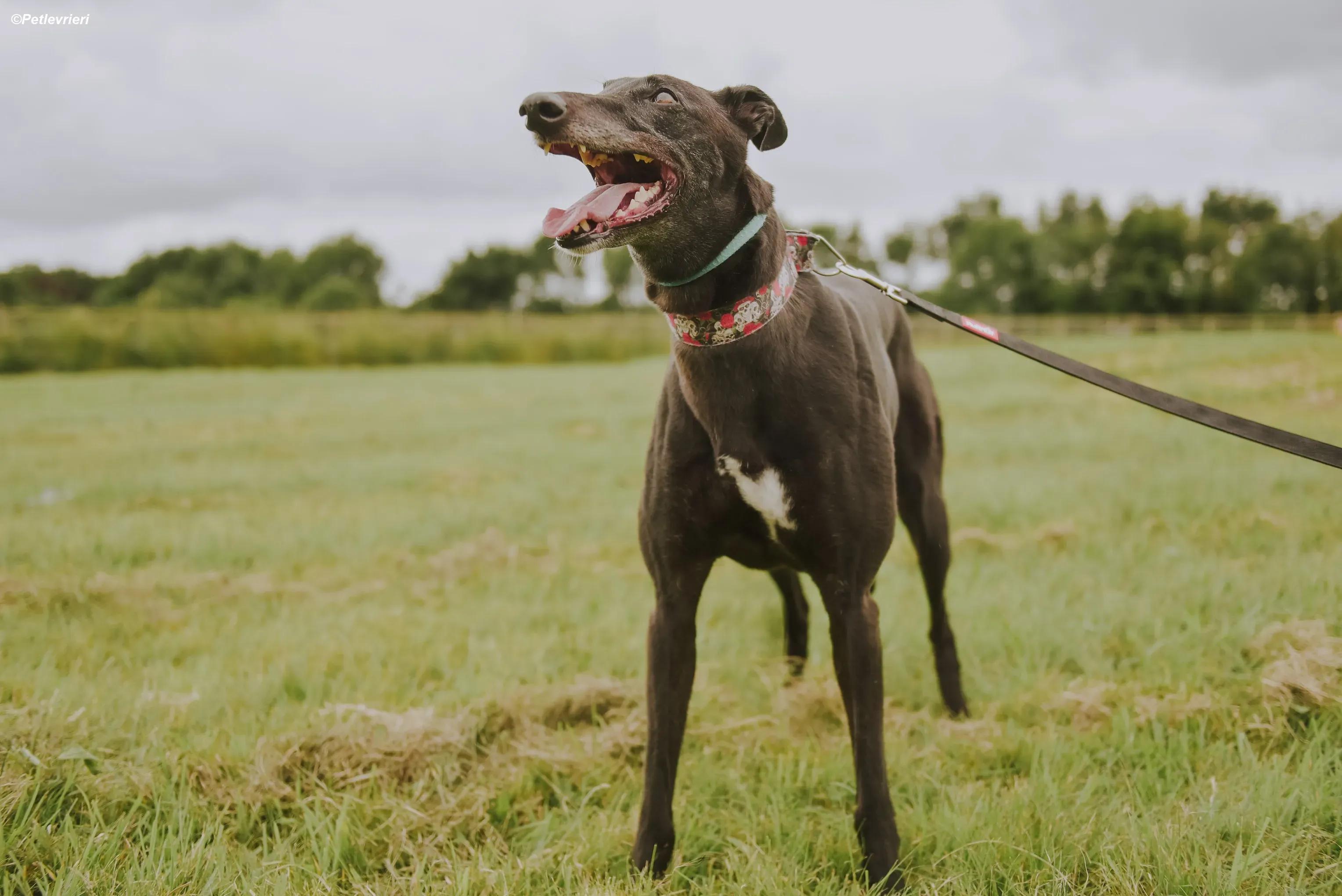 Gaia adozione levrieri greyhound 32