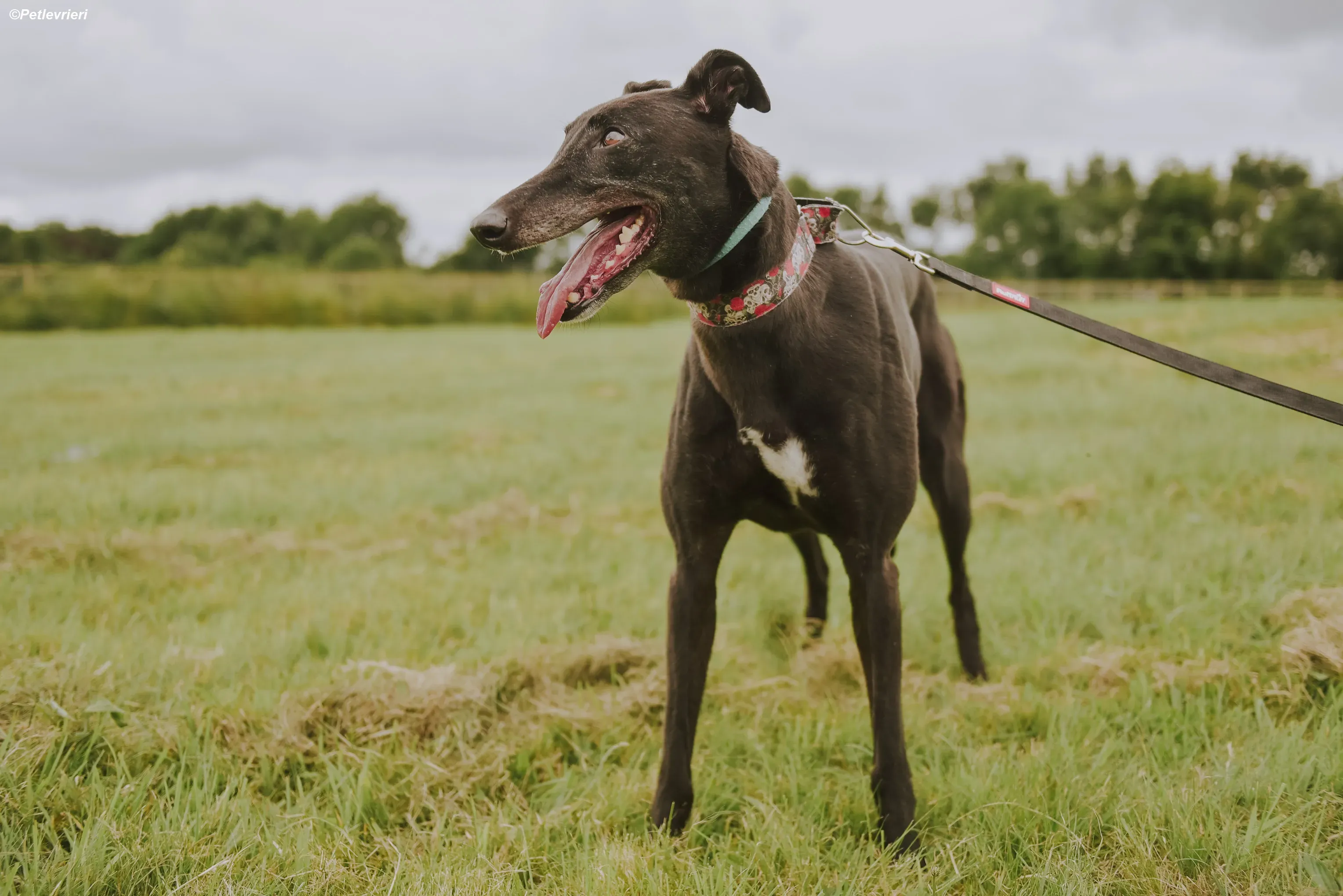 Gaia adozione levrieri greyhound 33