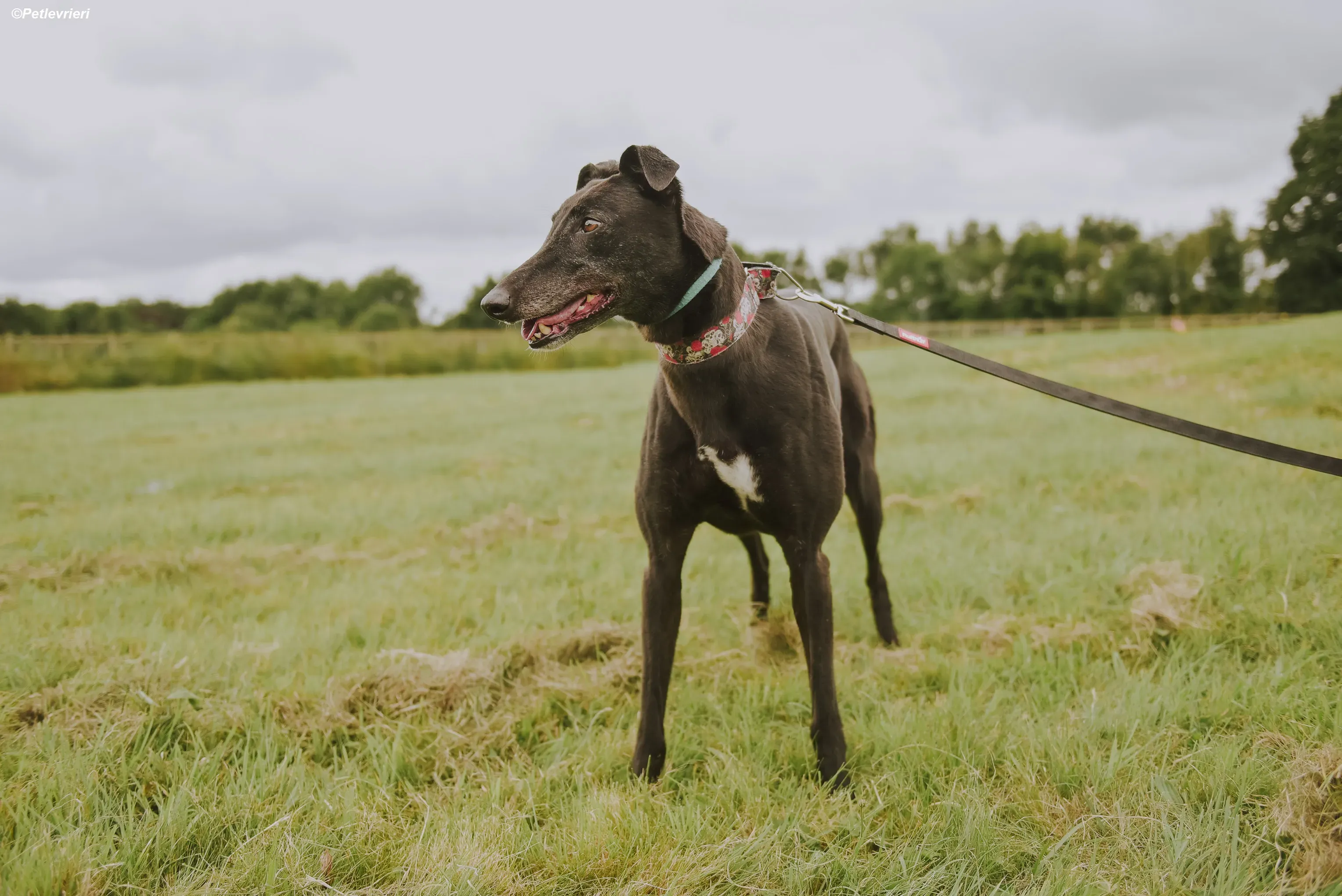 Gaia adozione levrieri greyhound 34