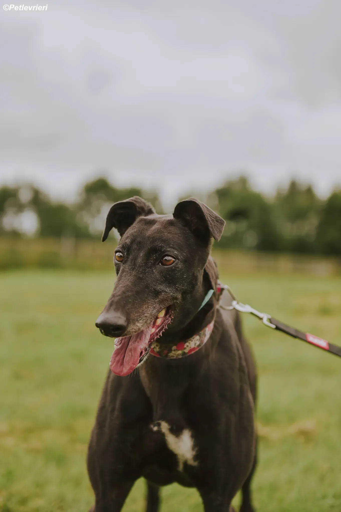 Gaia adozione levrieri greyhound 35