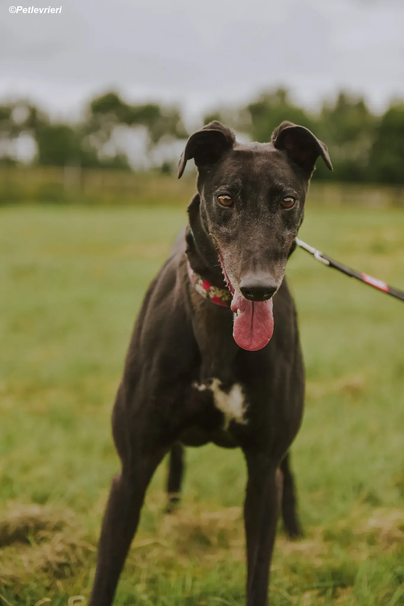 Gaia adozione levrieri greyhound 36