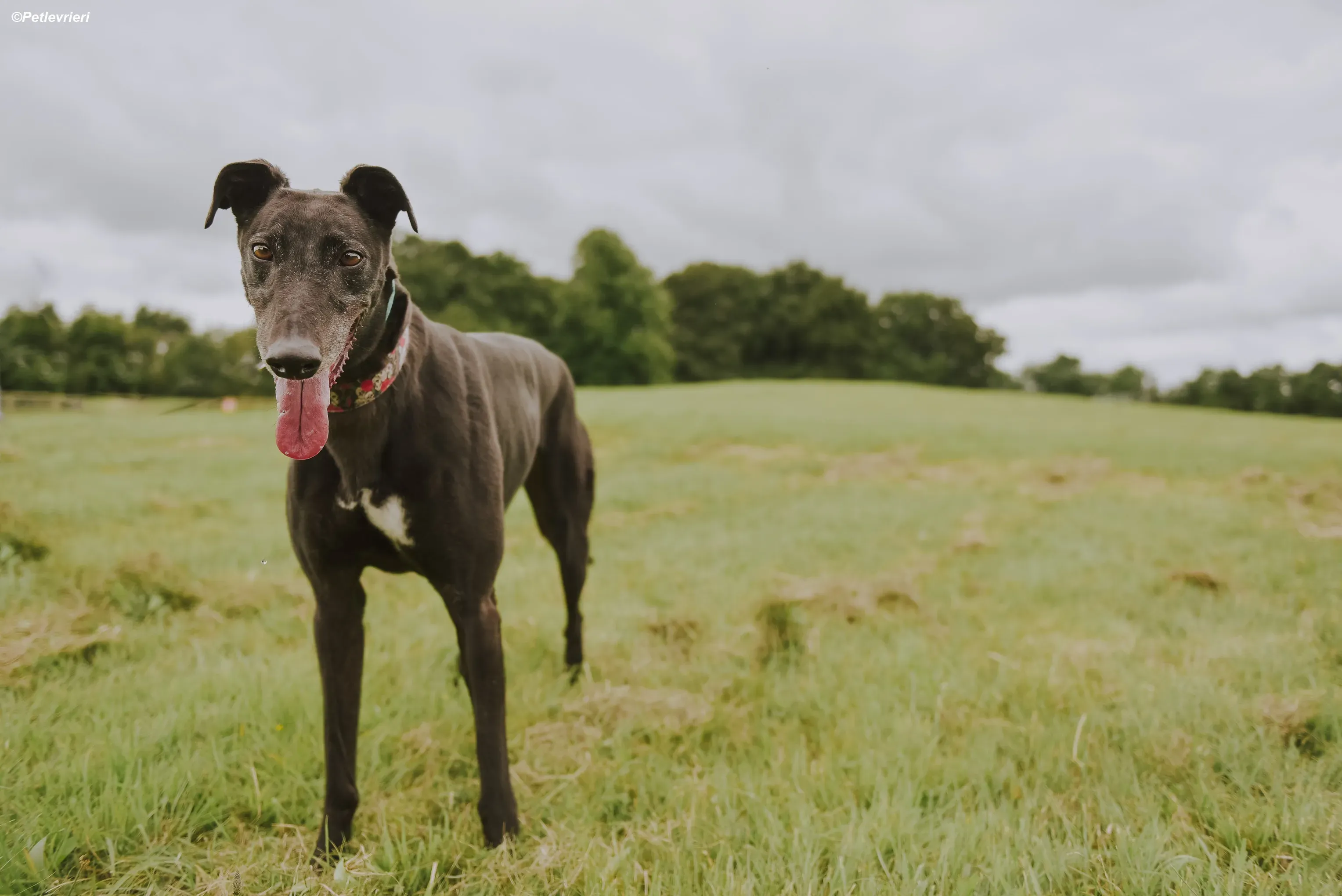Gaia adozione levrieri greyhound 37