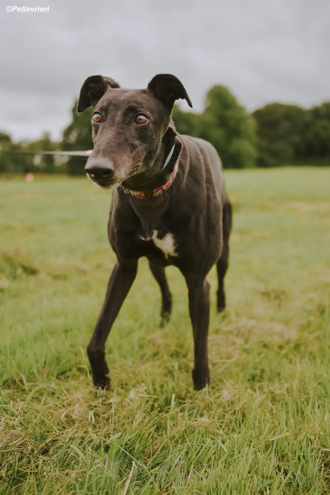 Gaia adozione levrieri greyhound 38