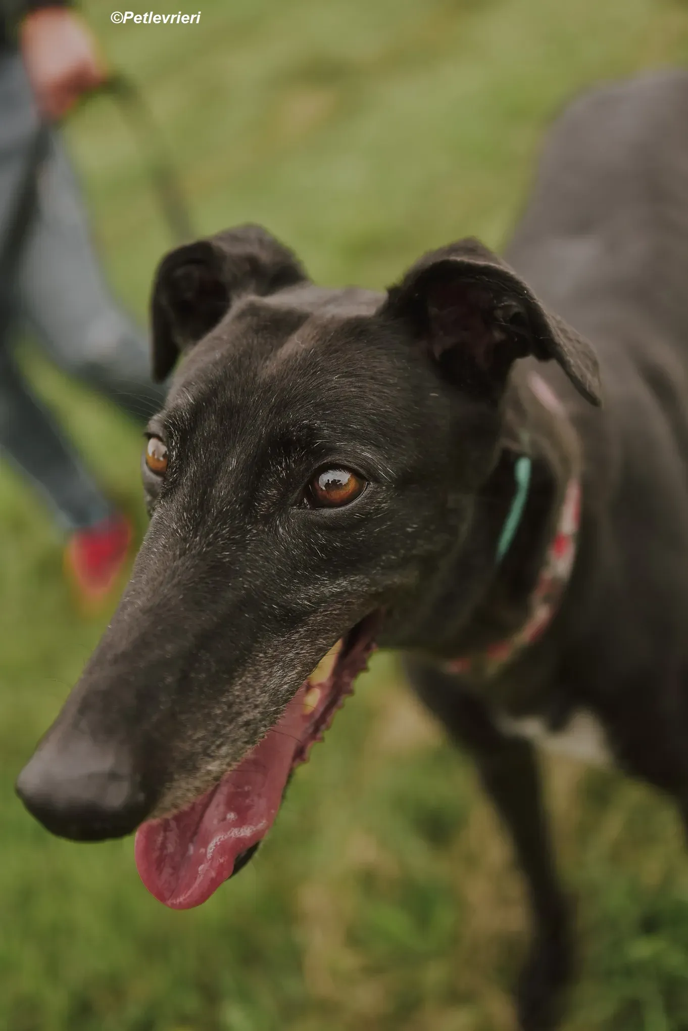 Gaia adozione levrieri greyhound 39