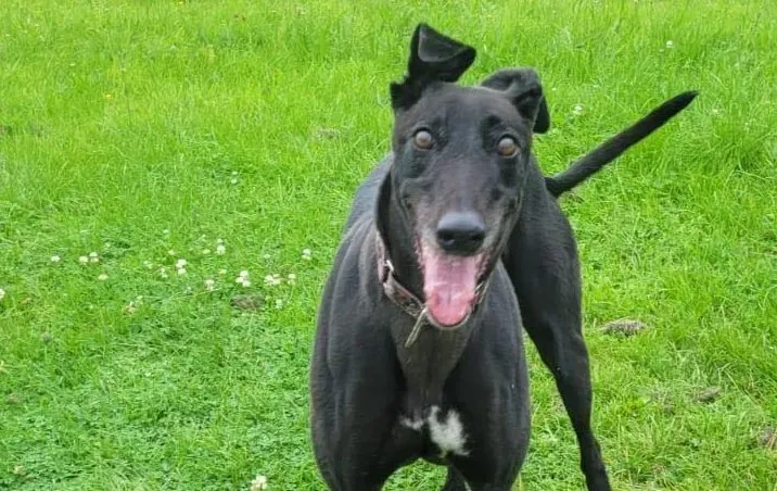 Gaia adozione levrieri greyhound 4 e1658305225360