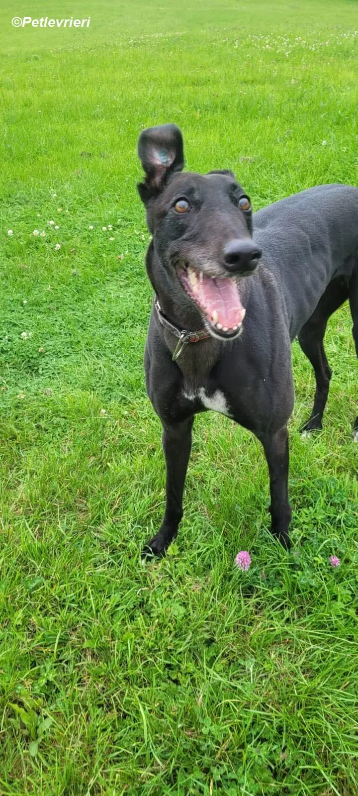 Gaia adozione levrieri greyhound 5