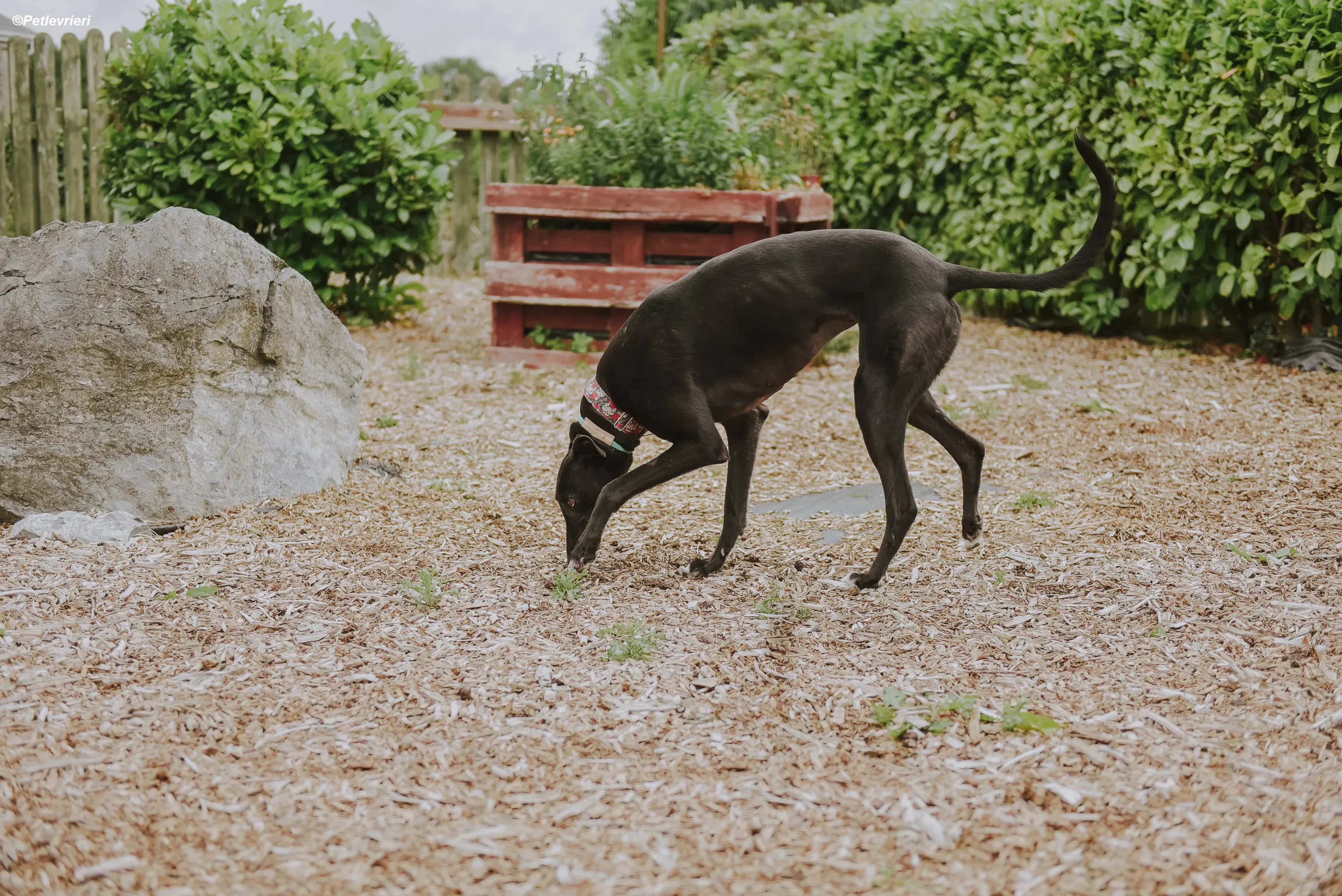 Gaia adozione levrieri greyhound 6