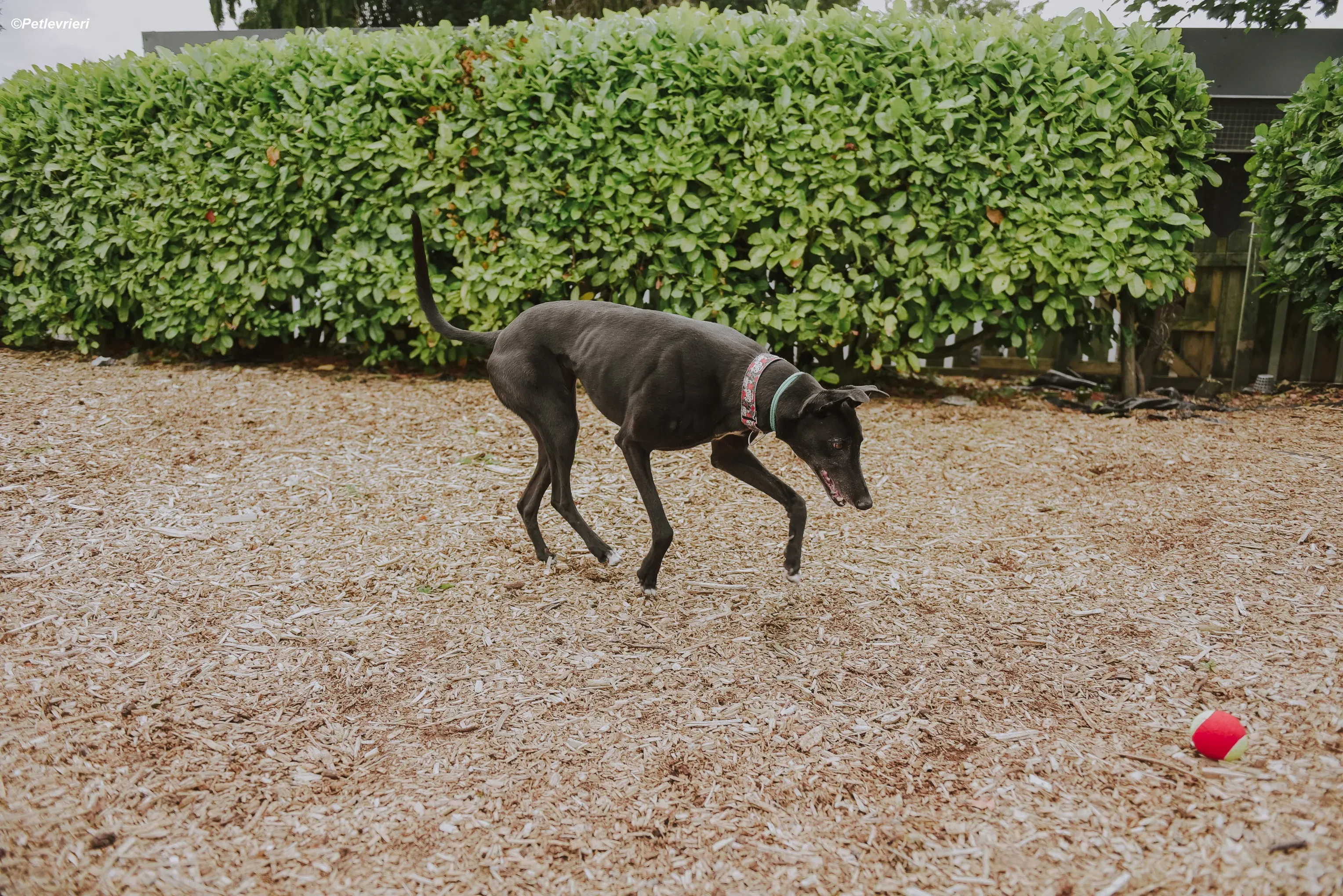 Gaia adozione levrieri greyhound 7