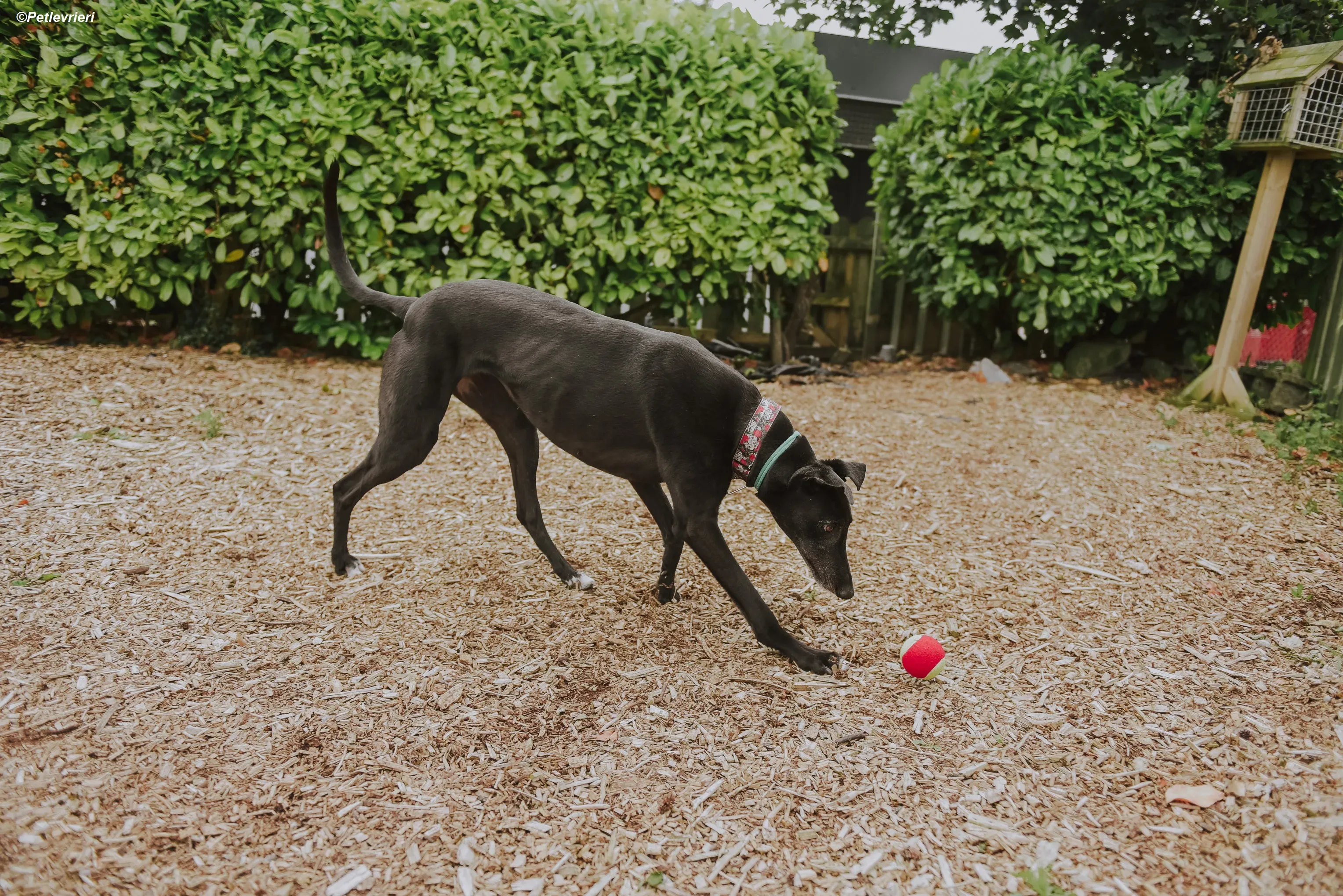 Gaia adozione levrieri greyhound 8