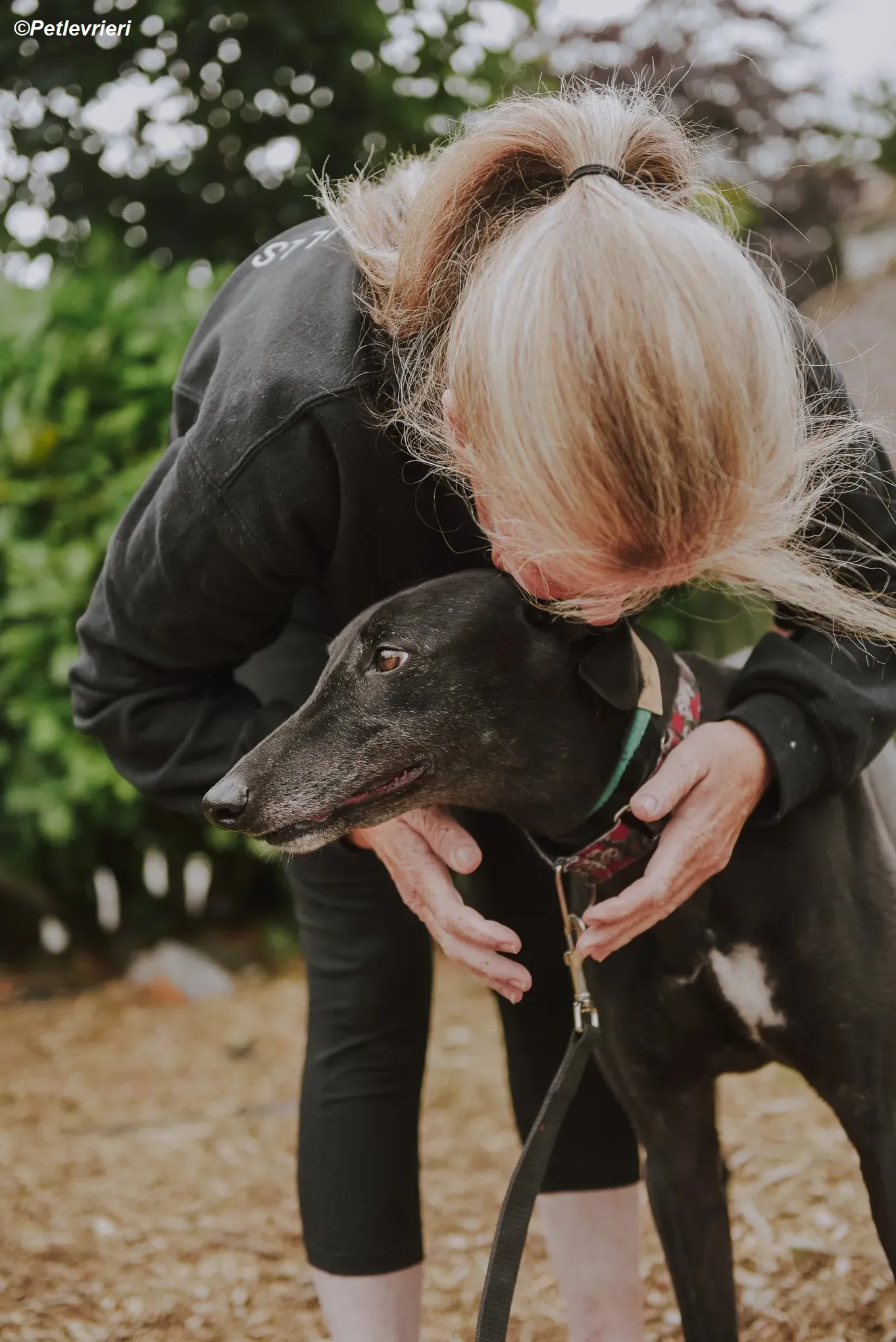 Gaia adozione levrieri greyhound 9