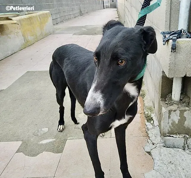 Gaitano adozione levrieri galgo